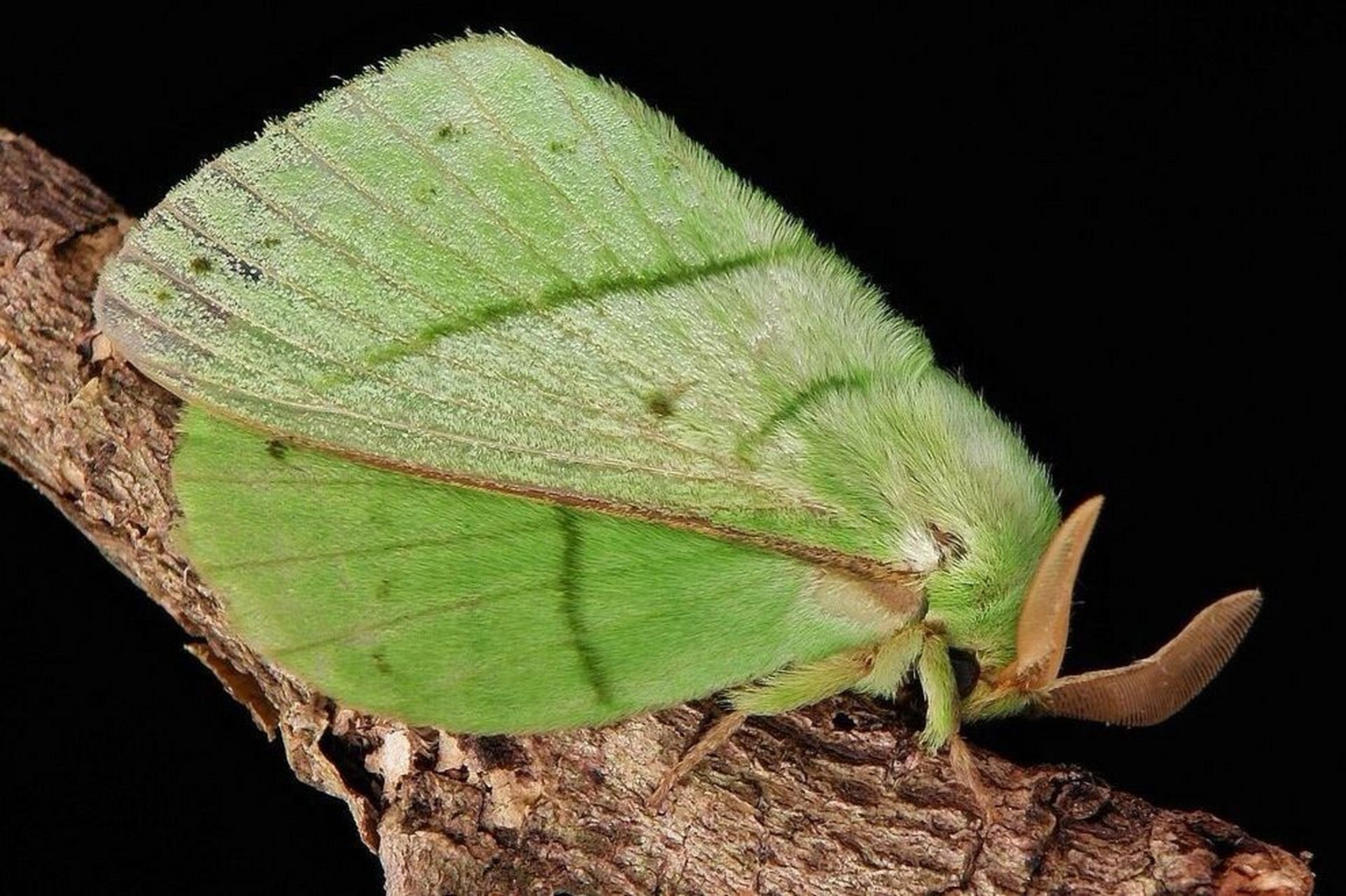 青黄枯叶蛾 trabala vishnou,枯叶蛾科.分布在东亚,东南亚,南亚.