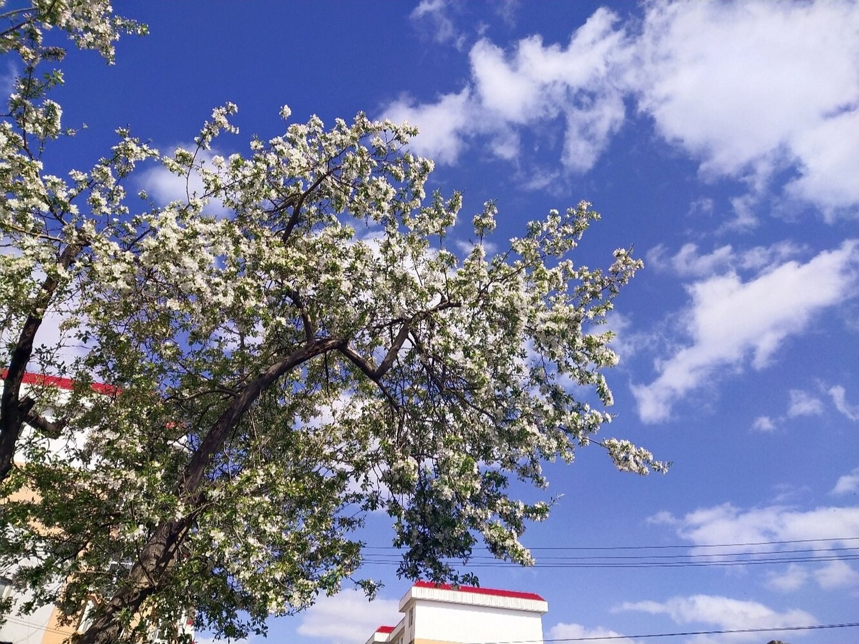 海红果山西标配了,哈哈哈.