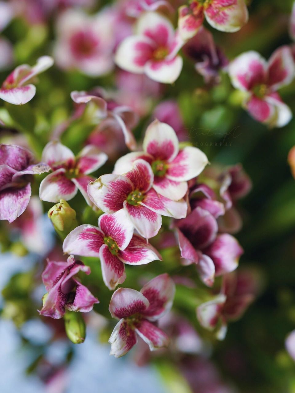 长寿花茜茜公主图片