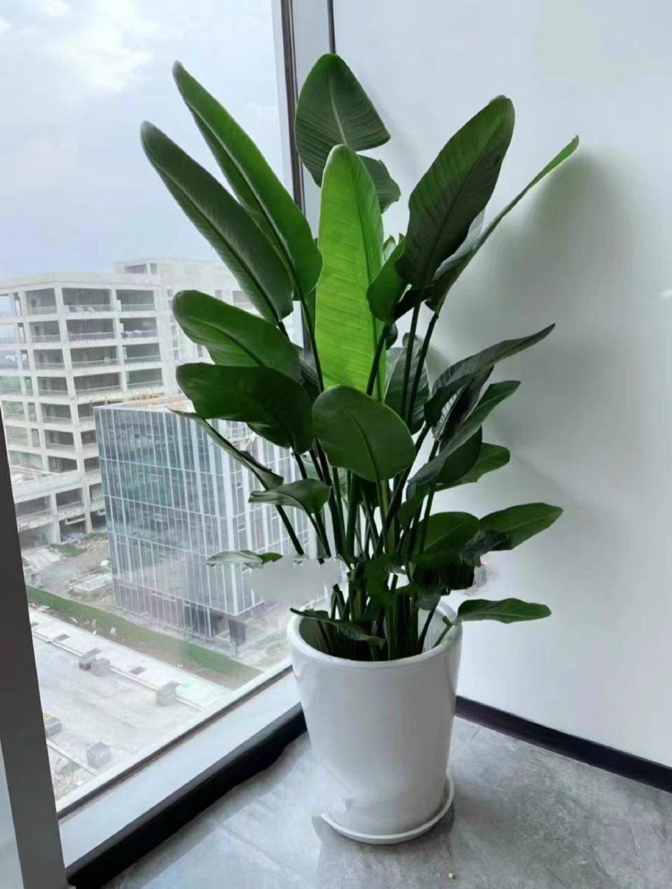 网红绿植推荐Ⅰ气质优雅的天堂鸟 天堂鸟养护方法 一,浇水得当 天堂鸟