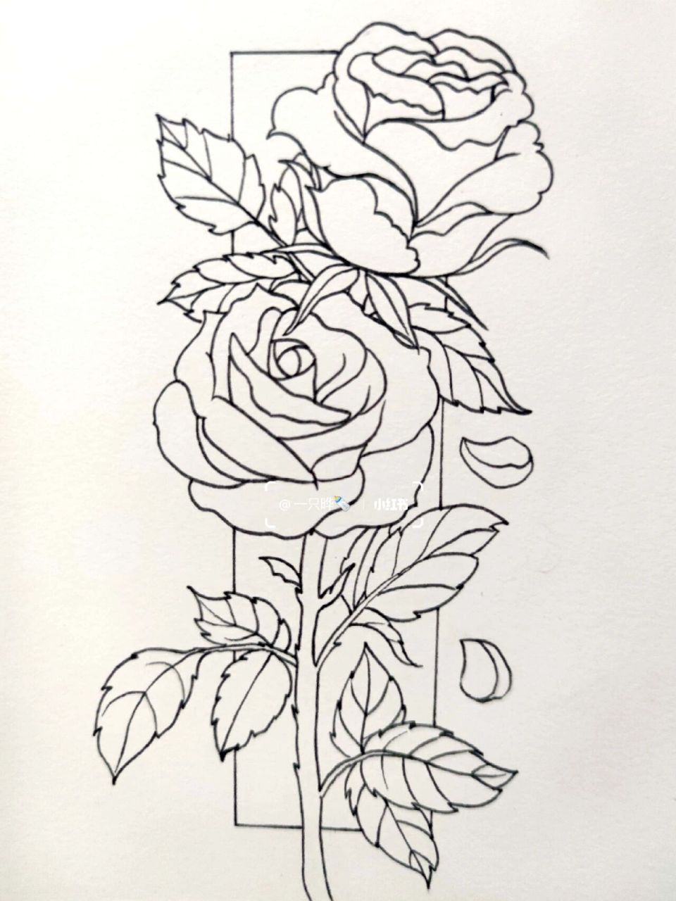 线描(28/50)花卉篇|玫瑰2(附过程图)          玫瑰花95的花语是:"