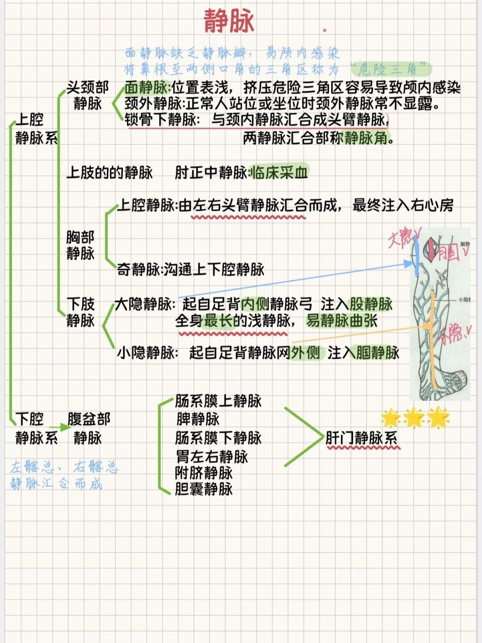 解剖9|原来动脉静脉可以这么简洁,好记!