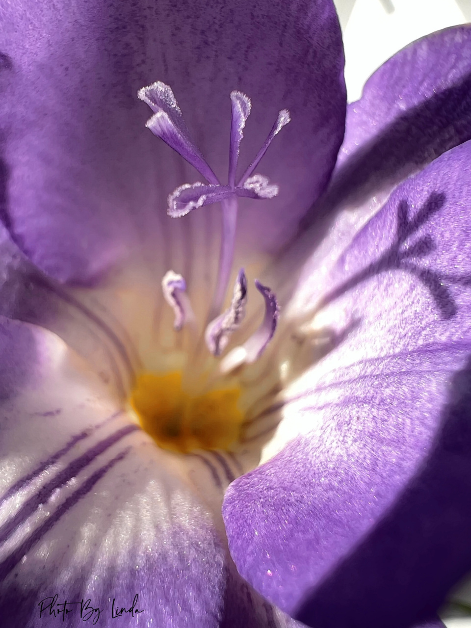 素静优雅|深紫香雪兰(小苍兰)   	 淡黄色的花蕊,紫色花瓣 	 枝杆纤细