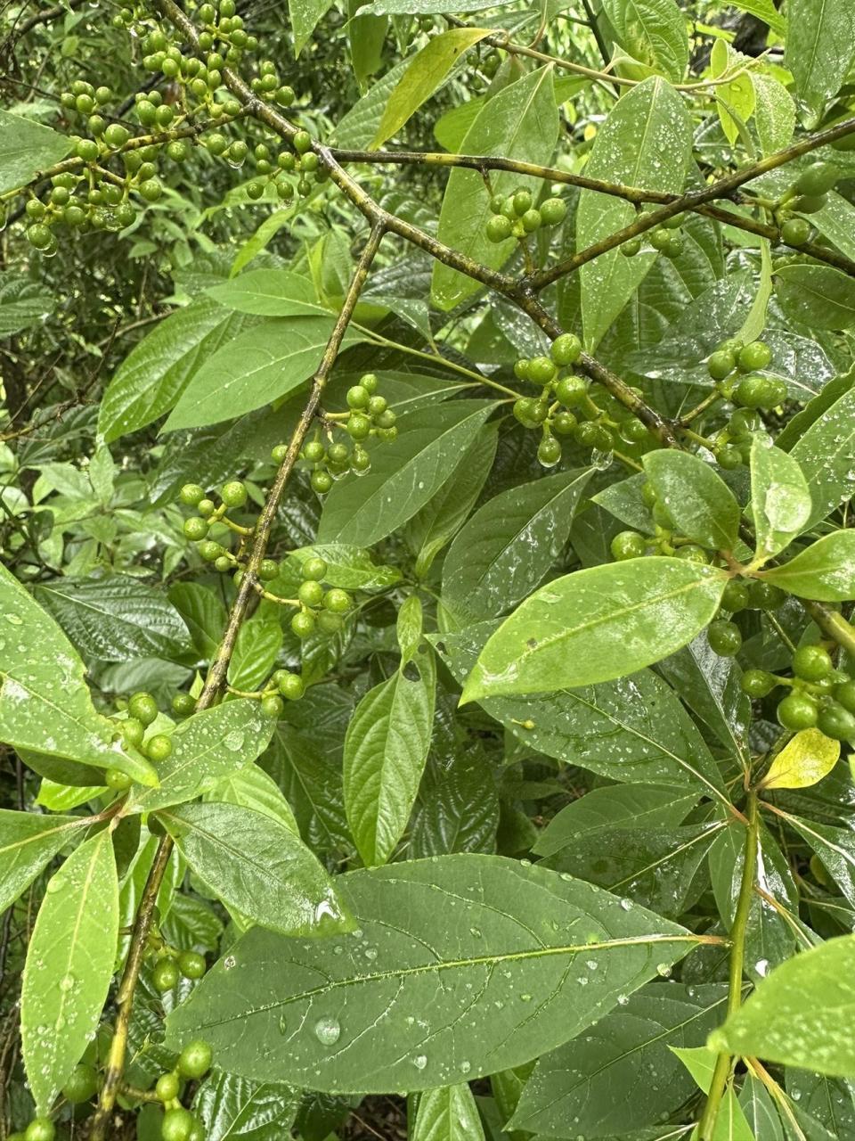 野生山马蹄树图片图片