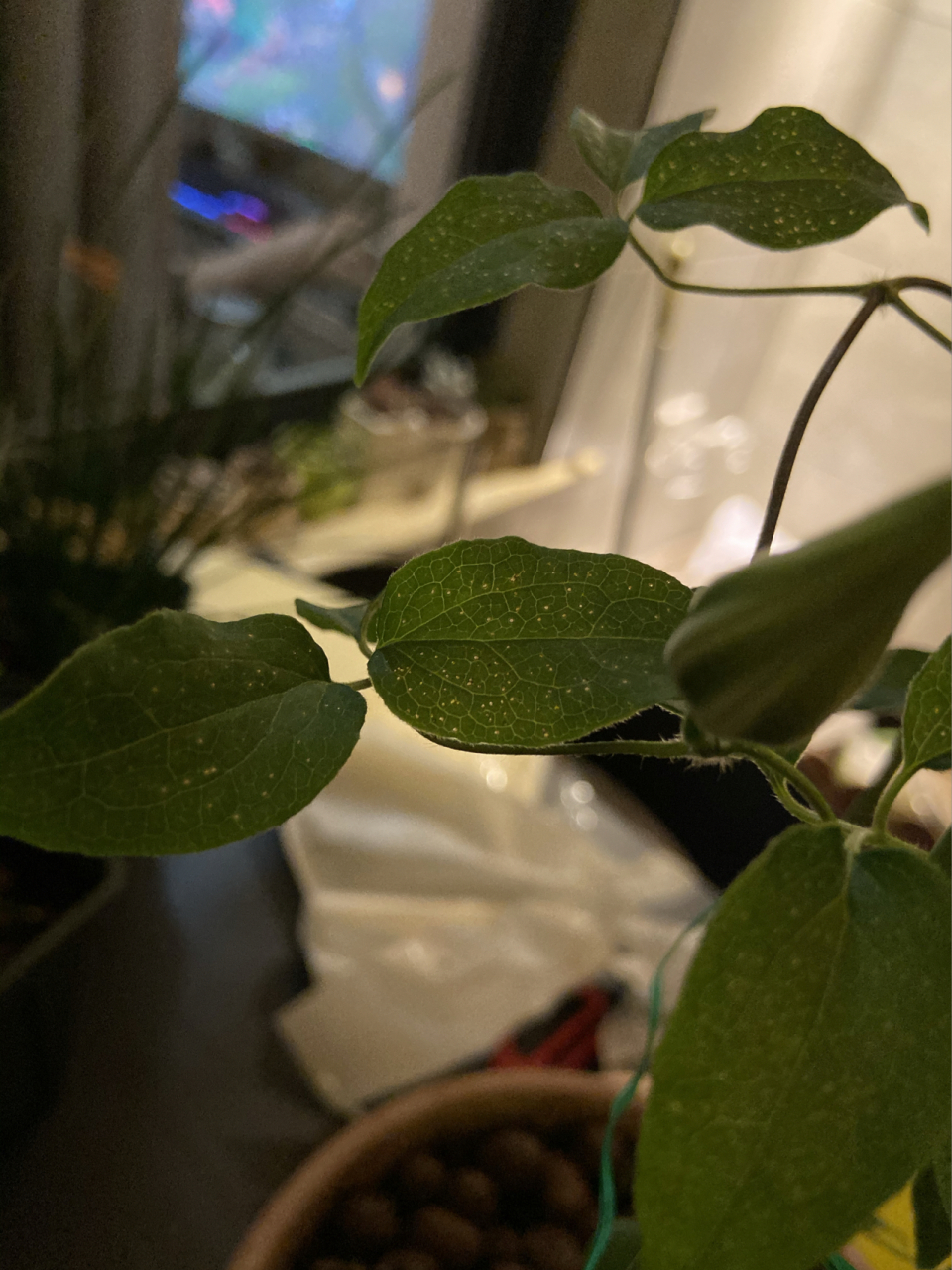 求助帖,铁线莲叶子上密密麻麻的小洞洞 昨天浇水时突然发现的,几乎
