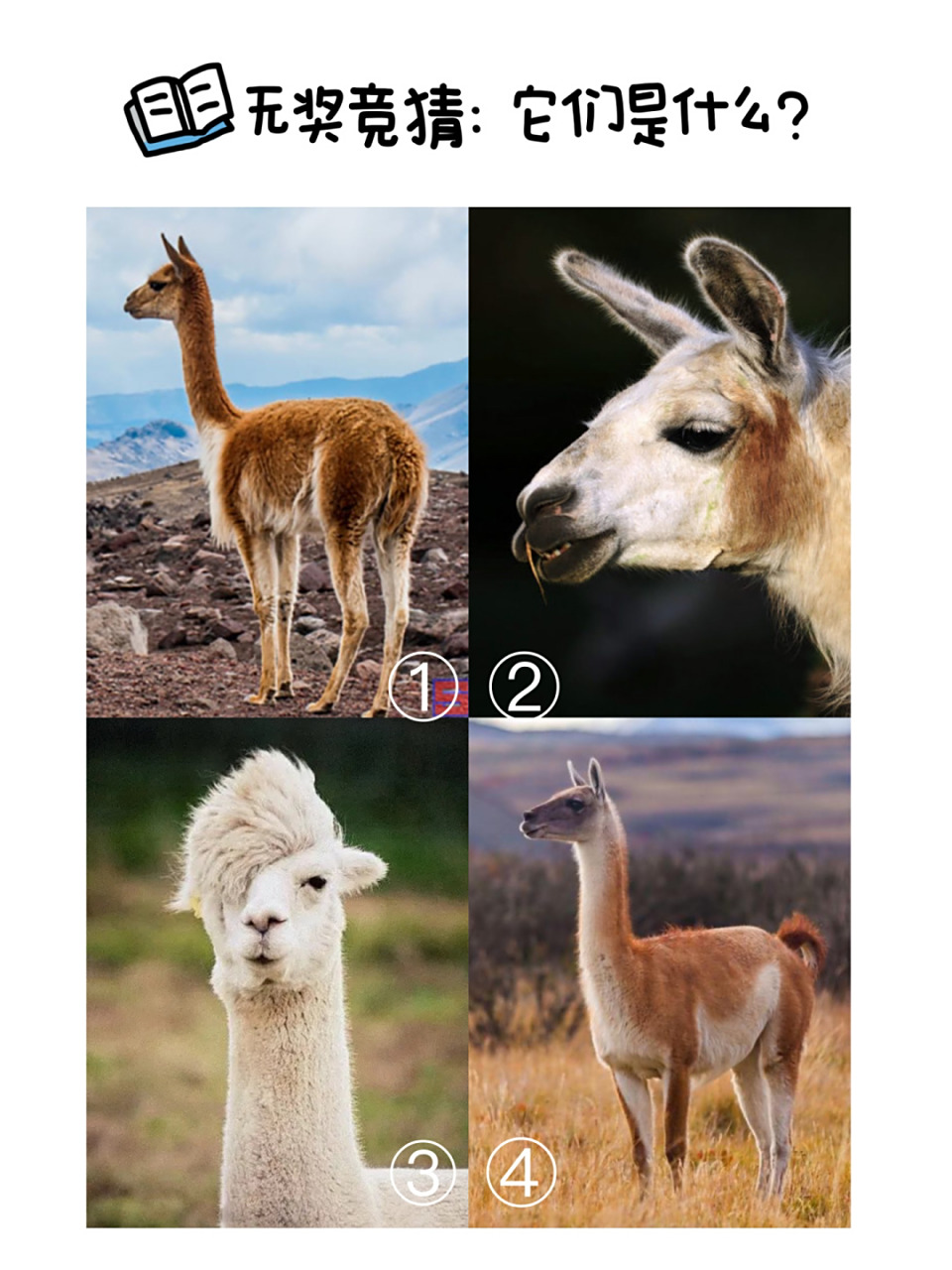 一张图教孩子分辨羊驼/驼羊/骆马/原驼 羊驼🦙火了之后,开始有人发