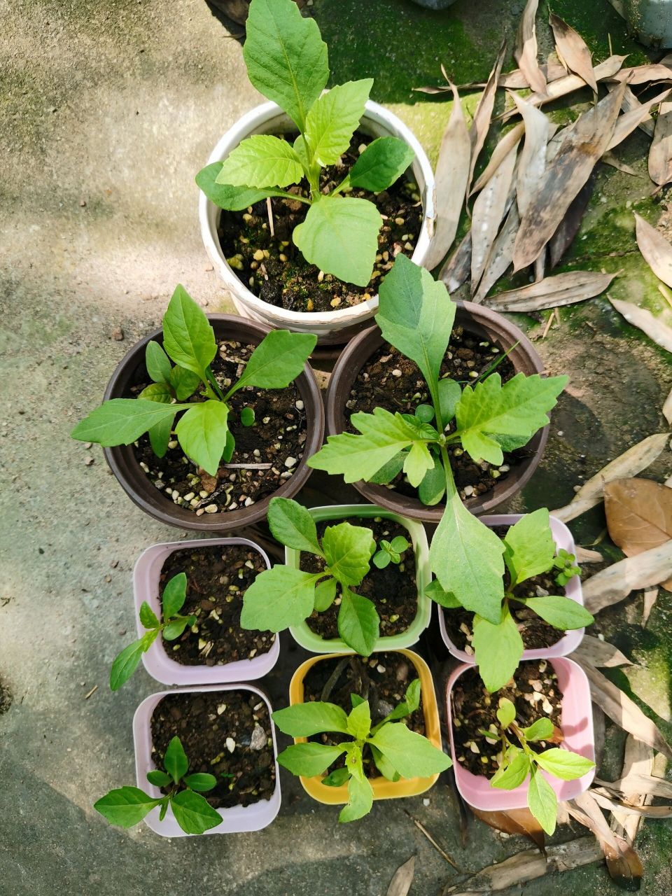 买的绣球花籽终于发芽了,长的真好 9394 买的混色绣球花种子,已经