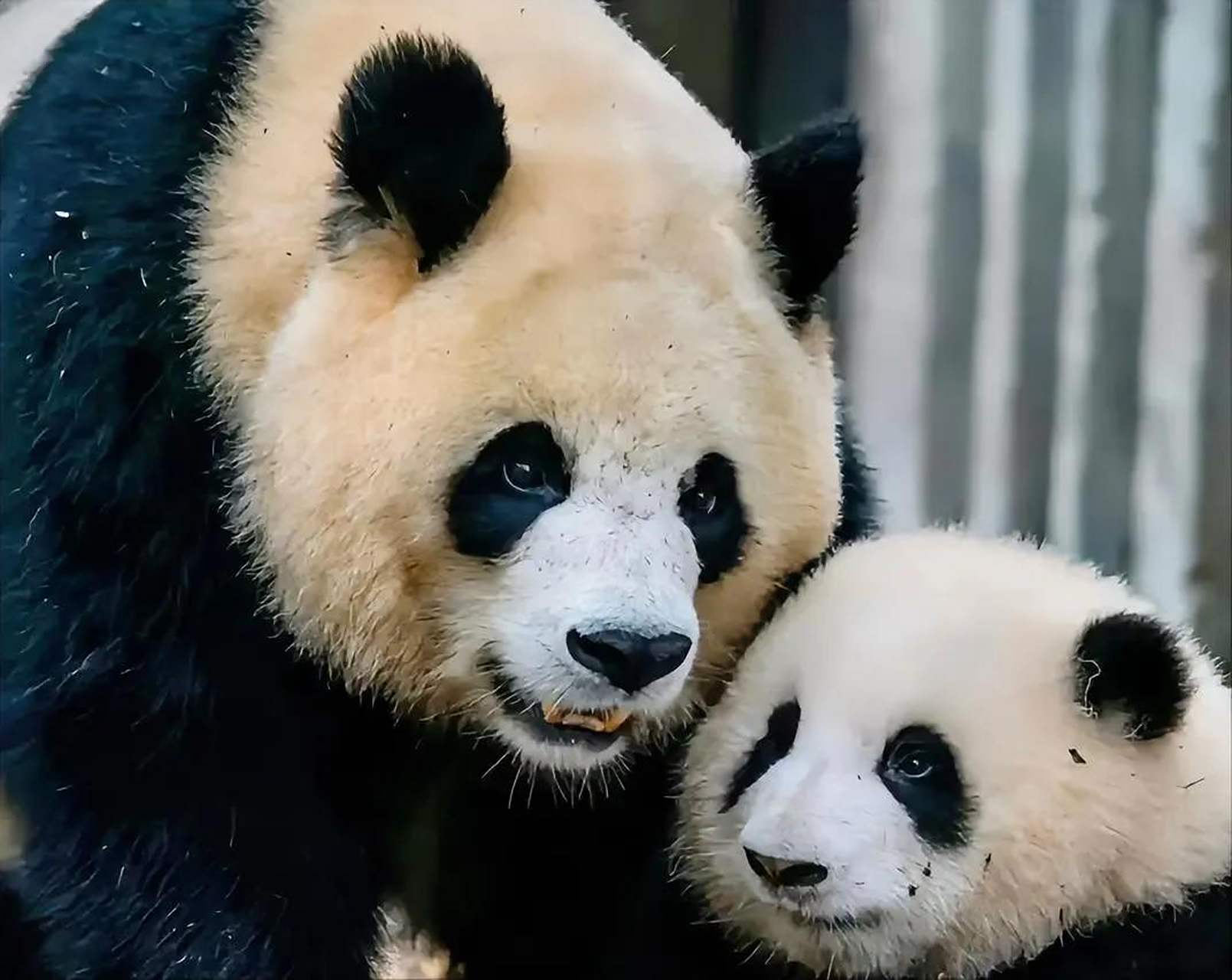 没想到优雅地大熊猫花花,它小时候也是一个不听干妈话的熊孩子.  这天