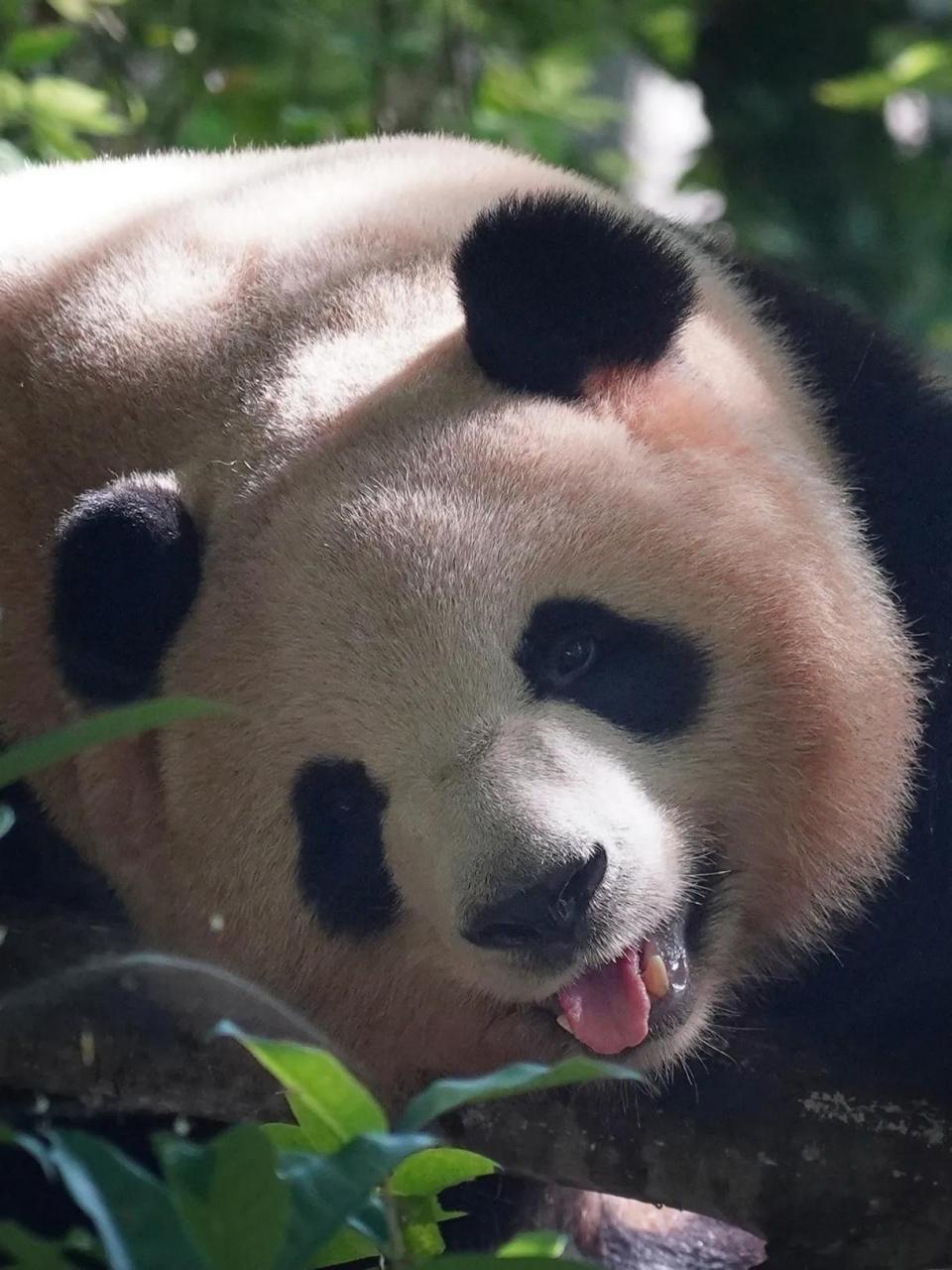 肉肉这只小熊因为偷懒不想站起来,跟钓猫的奶爸斗智斗勇.