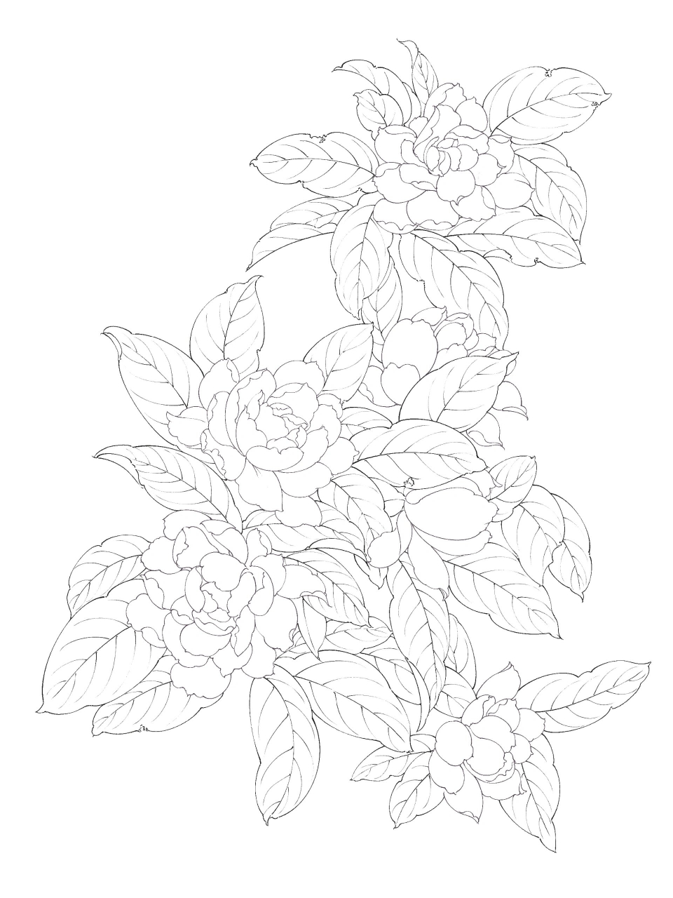 栀子花‖上色图