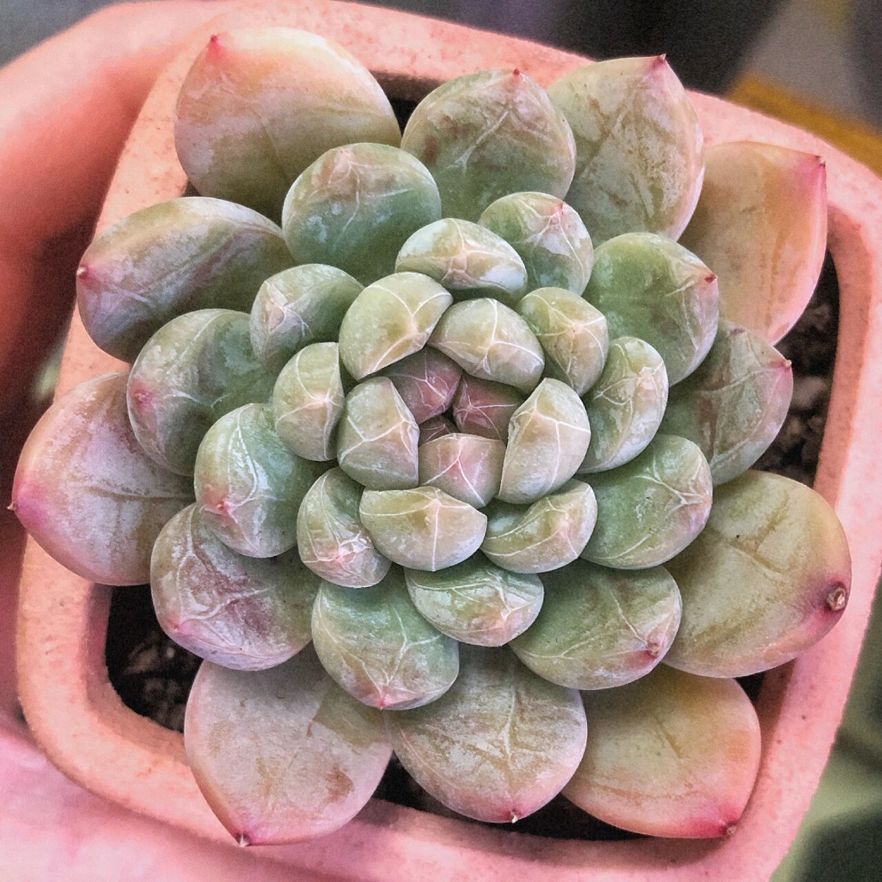 我养的多肉之百达翡翠 #多肉# #百达翡翠