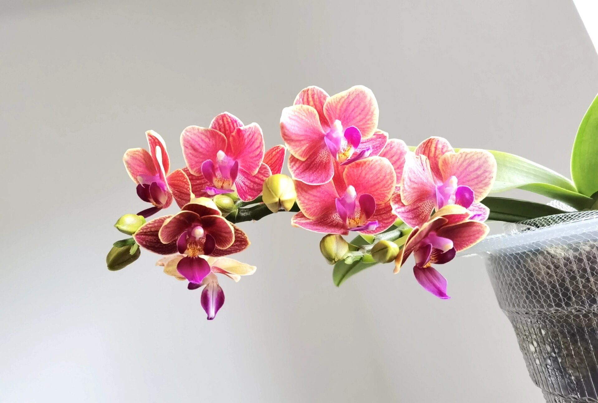 金边玲珑/小金桔蝴蝶兰 今年复花只出了一剑 花量还算可以 皮实耐造