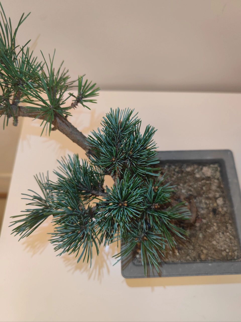 图示瑞光(杨梅)大阪松五针松参数