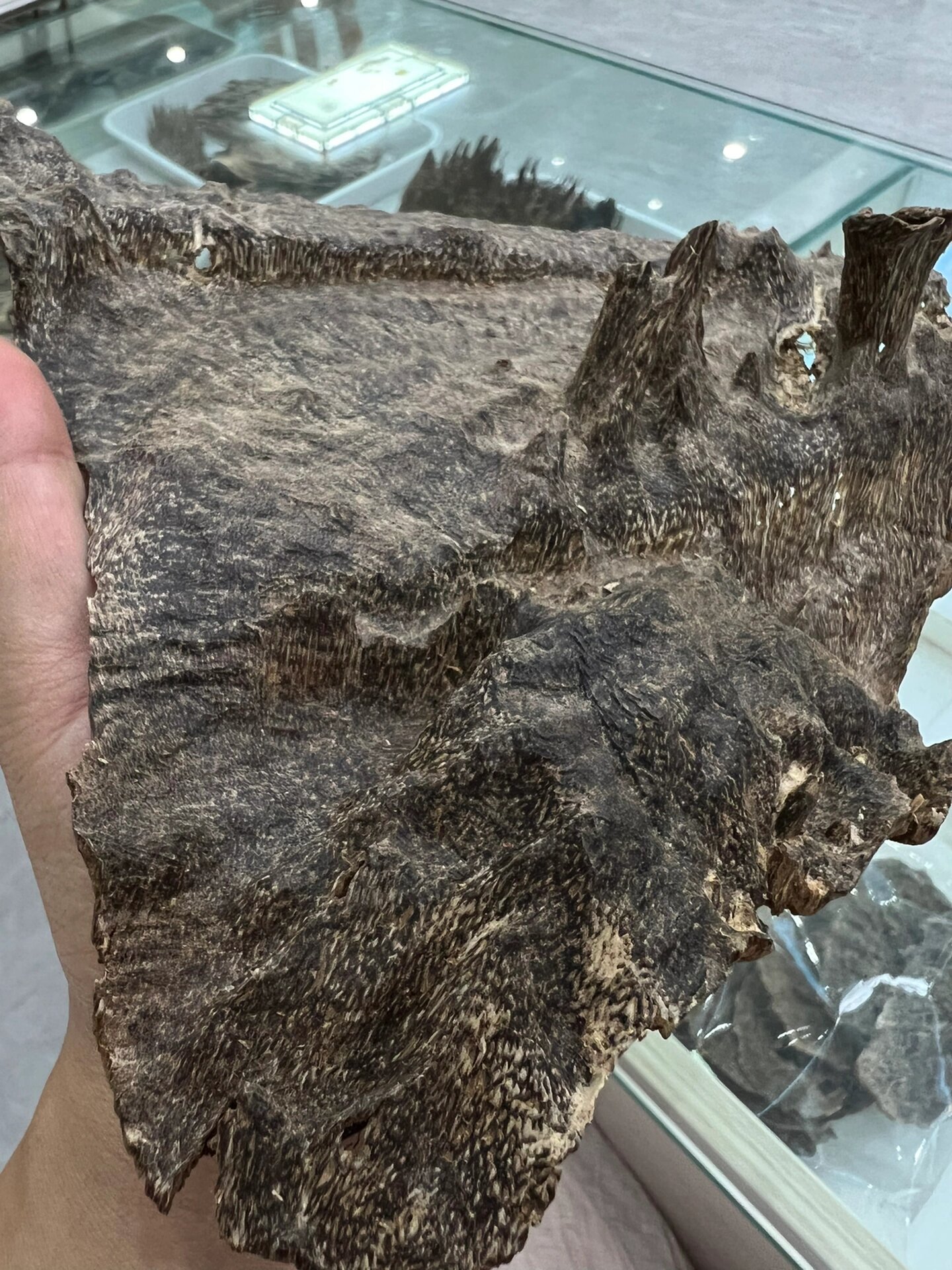 海南野生沉香,冠绝天下75 李时珍在《本草纲目》中为海南沉香的美誉