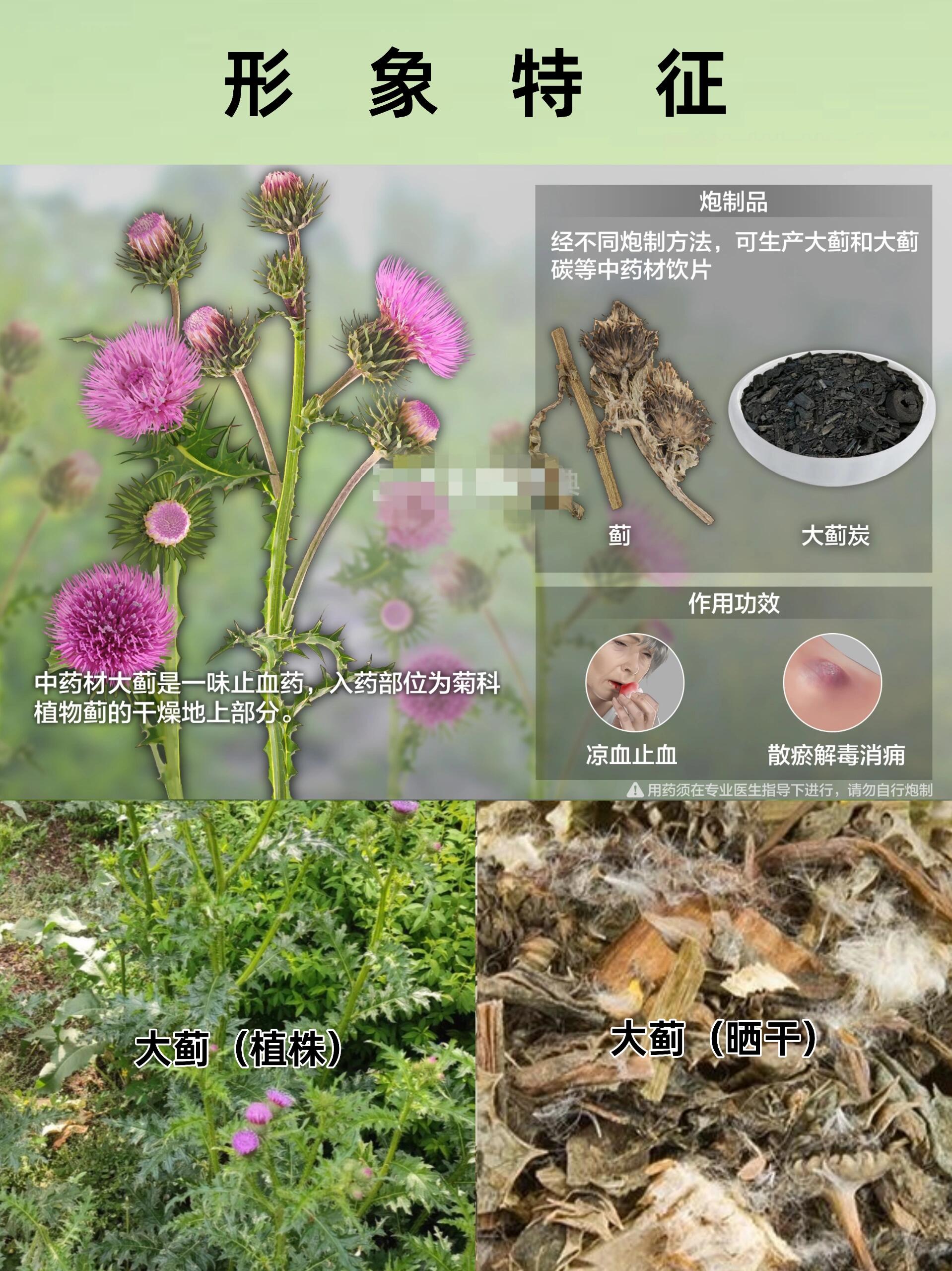 科普中91药【大蓟】一味止血92