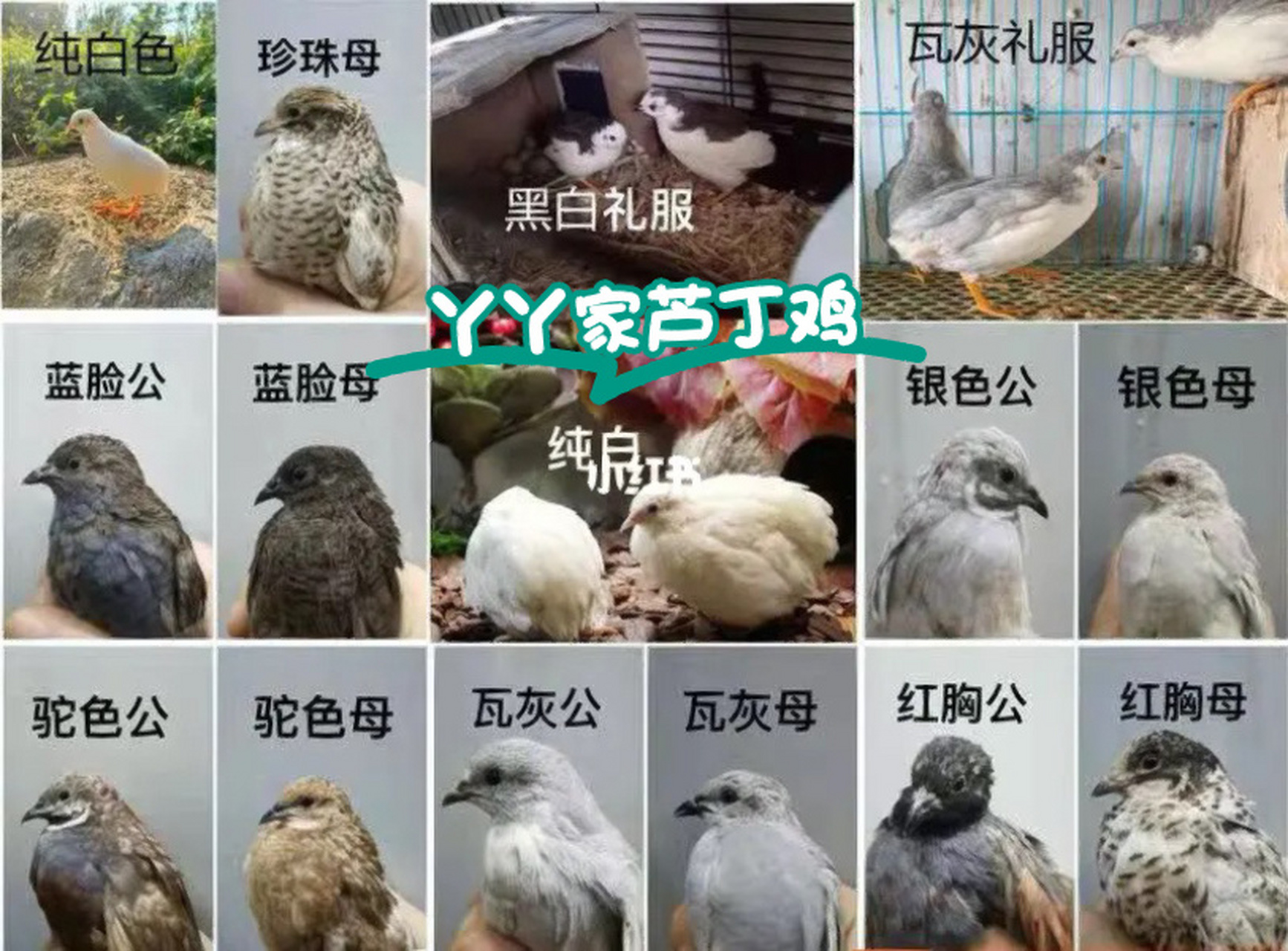 【必存】芦丁鸡品种花色图鉴大赏 【必存】芦丁鸡品种花色图鉴大赏