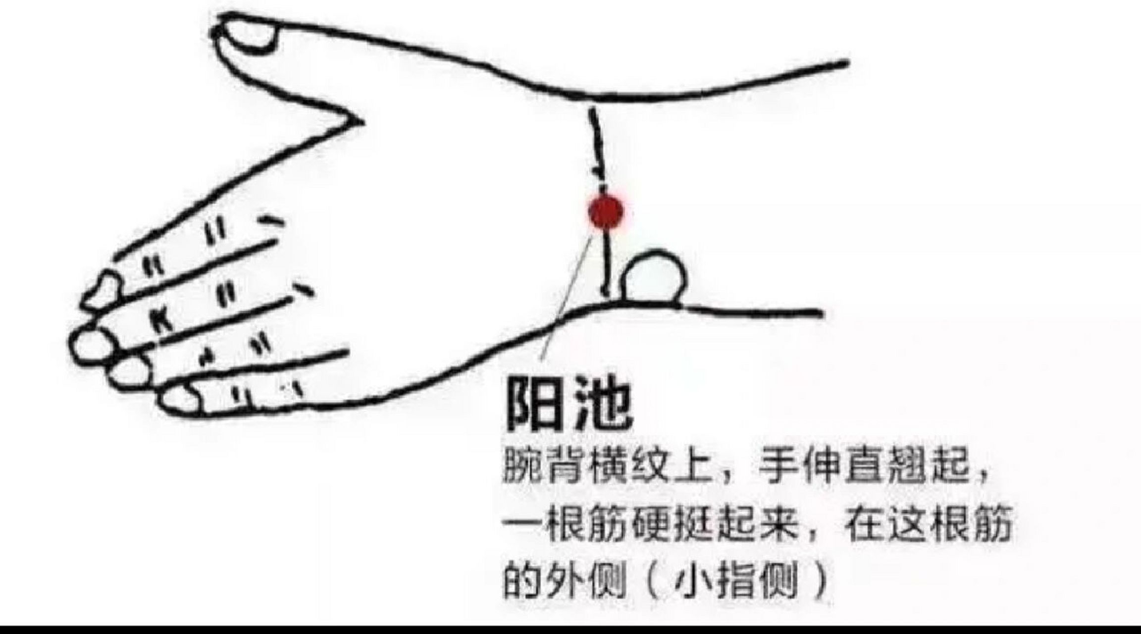 可以治疗各种疼痛的十二原穴之阳池穴 位置:在腕背横纹中,当指伸肌腱