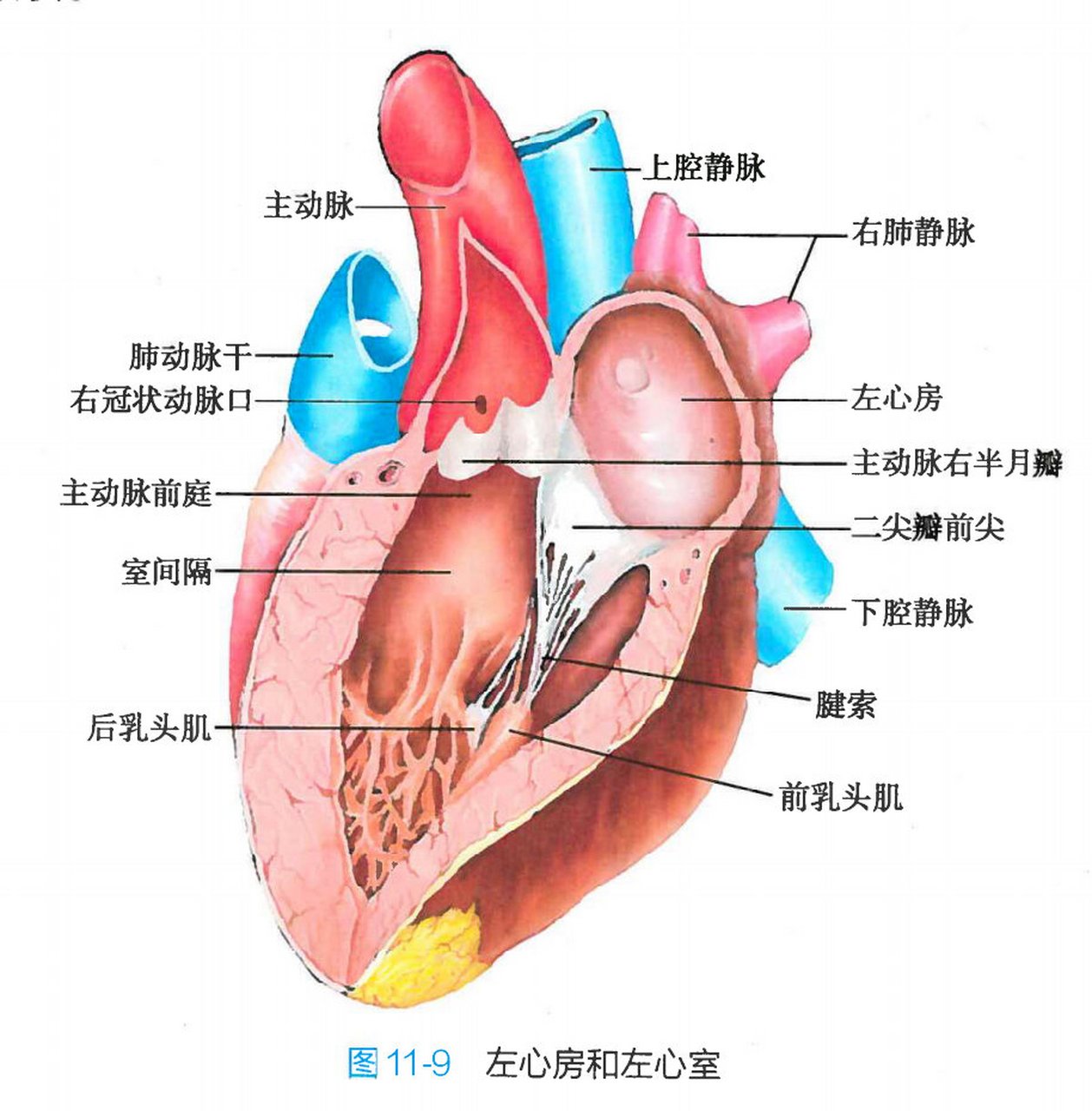 左心右肺图片