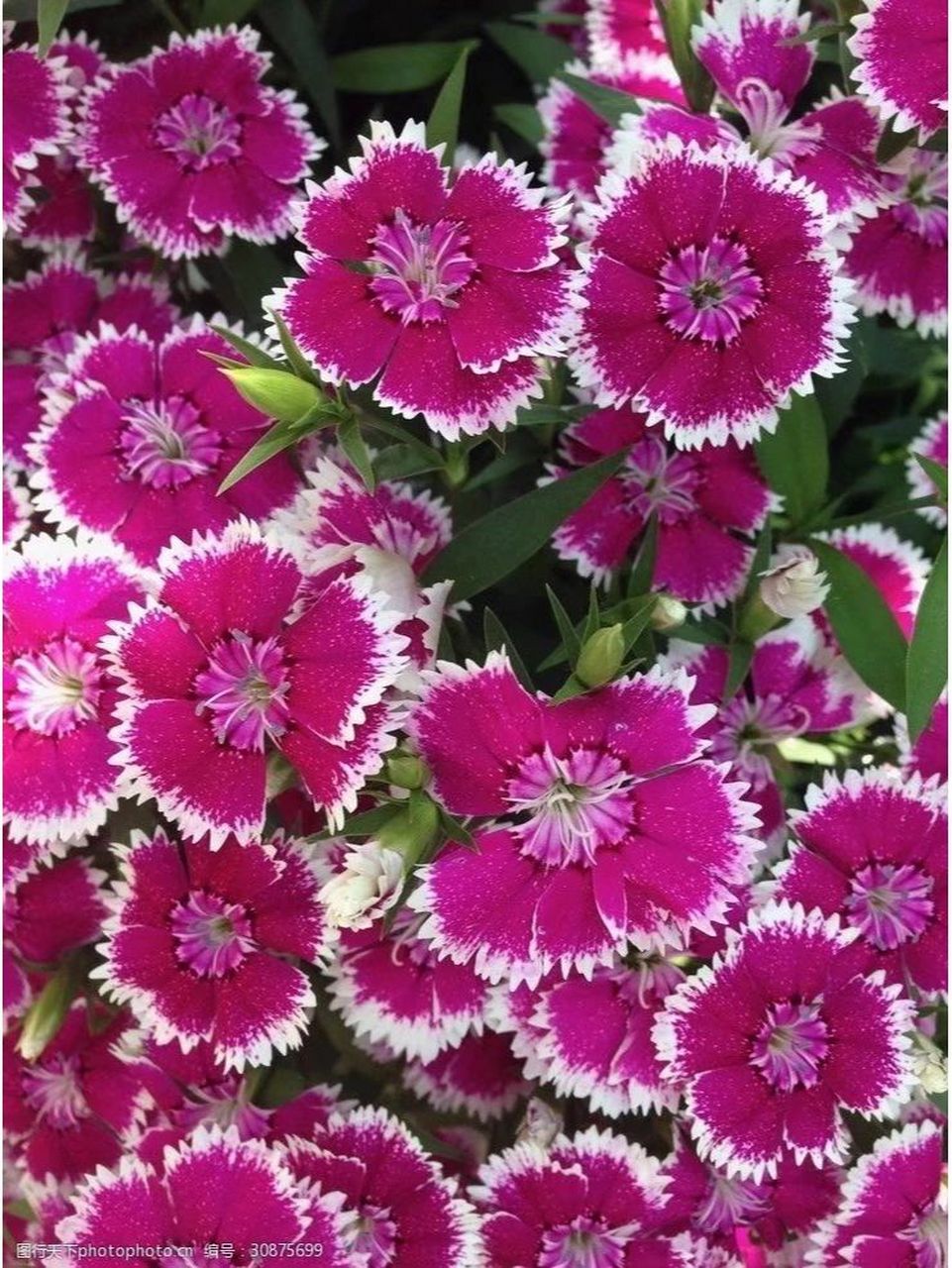 每日一花一草(五彩石竹) 五彩石竹,石竹科多年生草本植物,叶片披针形