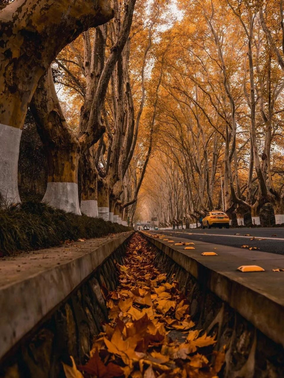 南京中山路梧桐树图片