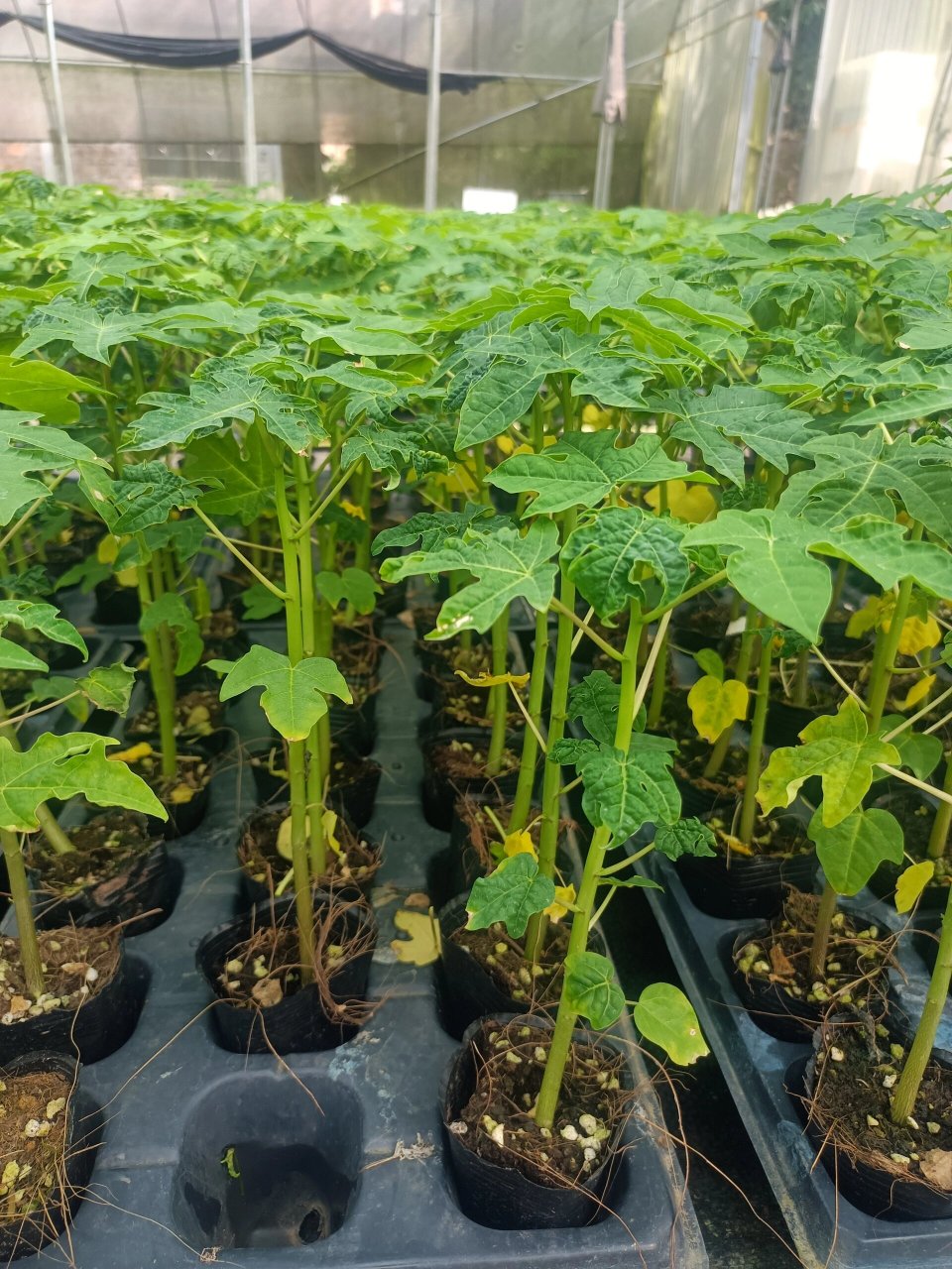 水果木瓜苗红肉木瓜苗