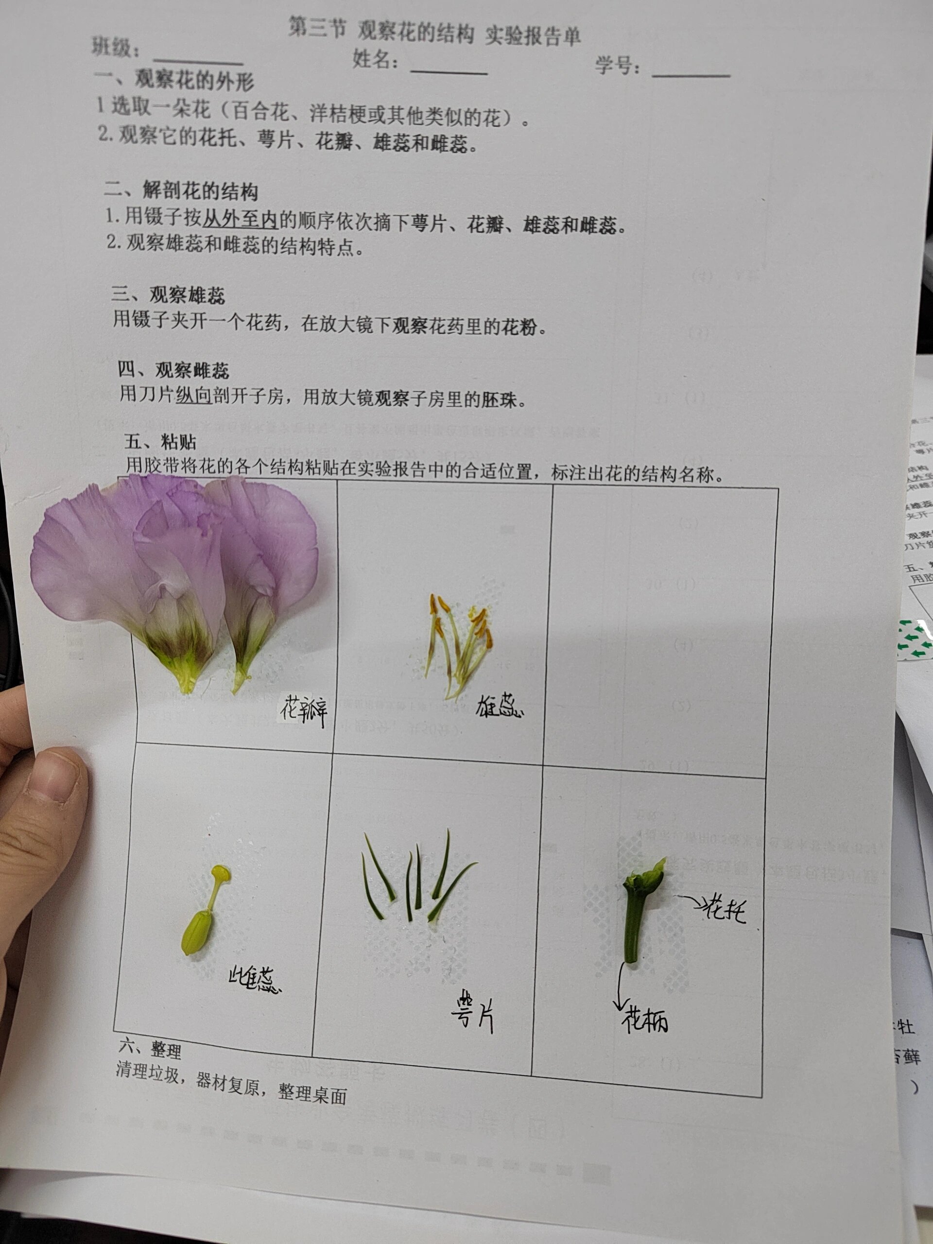 观察花的结构实验报告图片