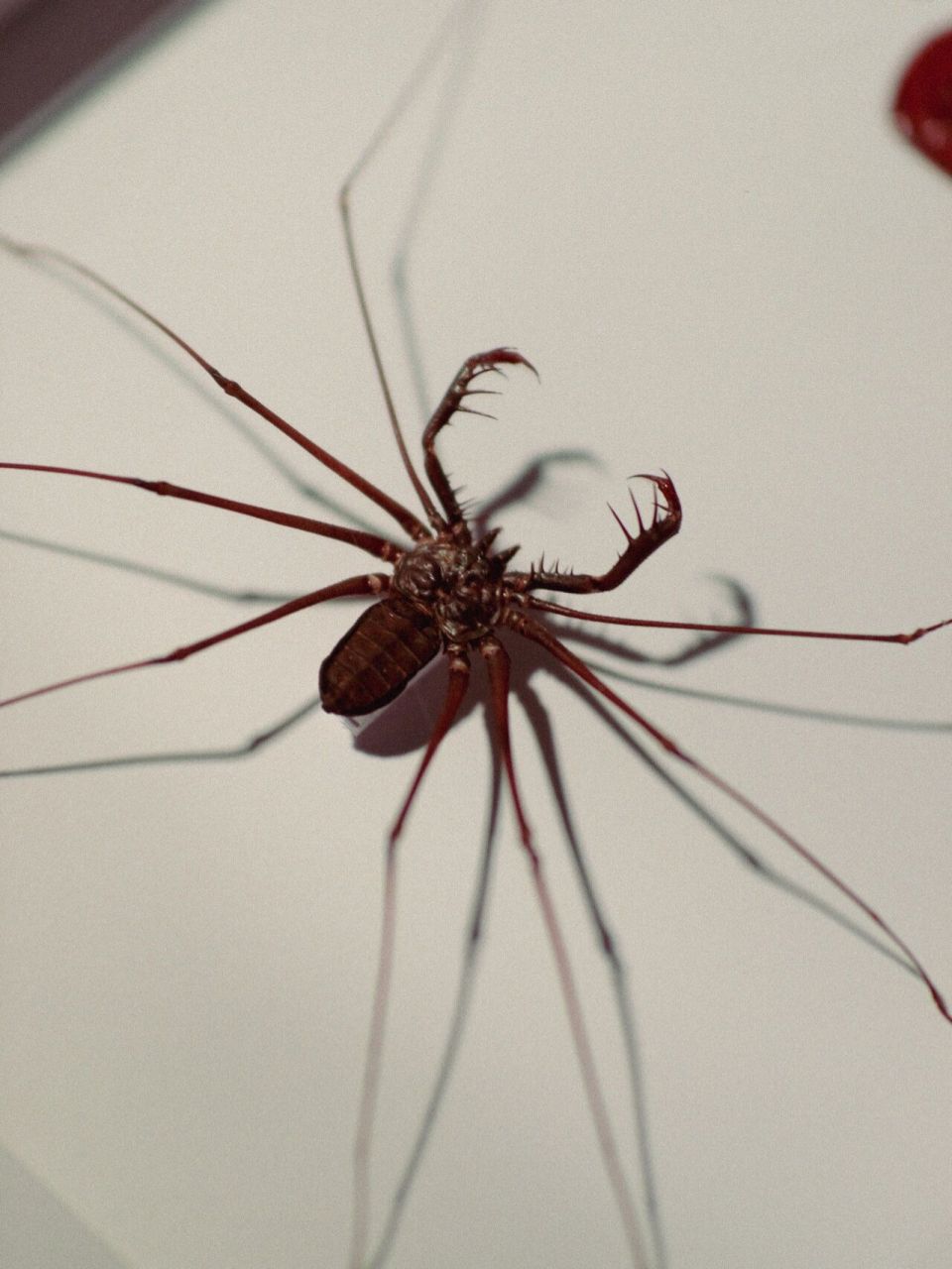 暗黑丨陈列丨复古丨收藏 丨猎奇 鞭蛛标本 产地:㊙️鲁 张牙舞爪