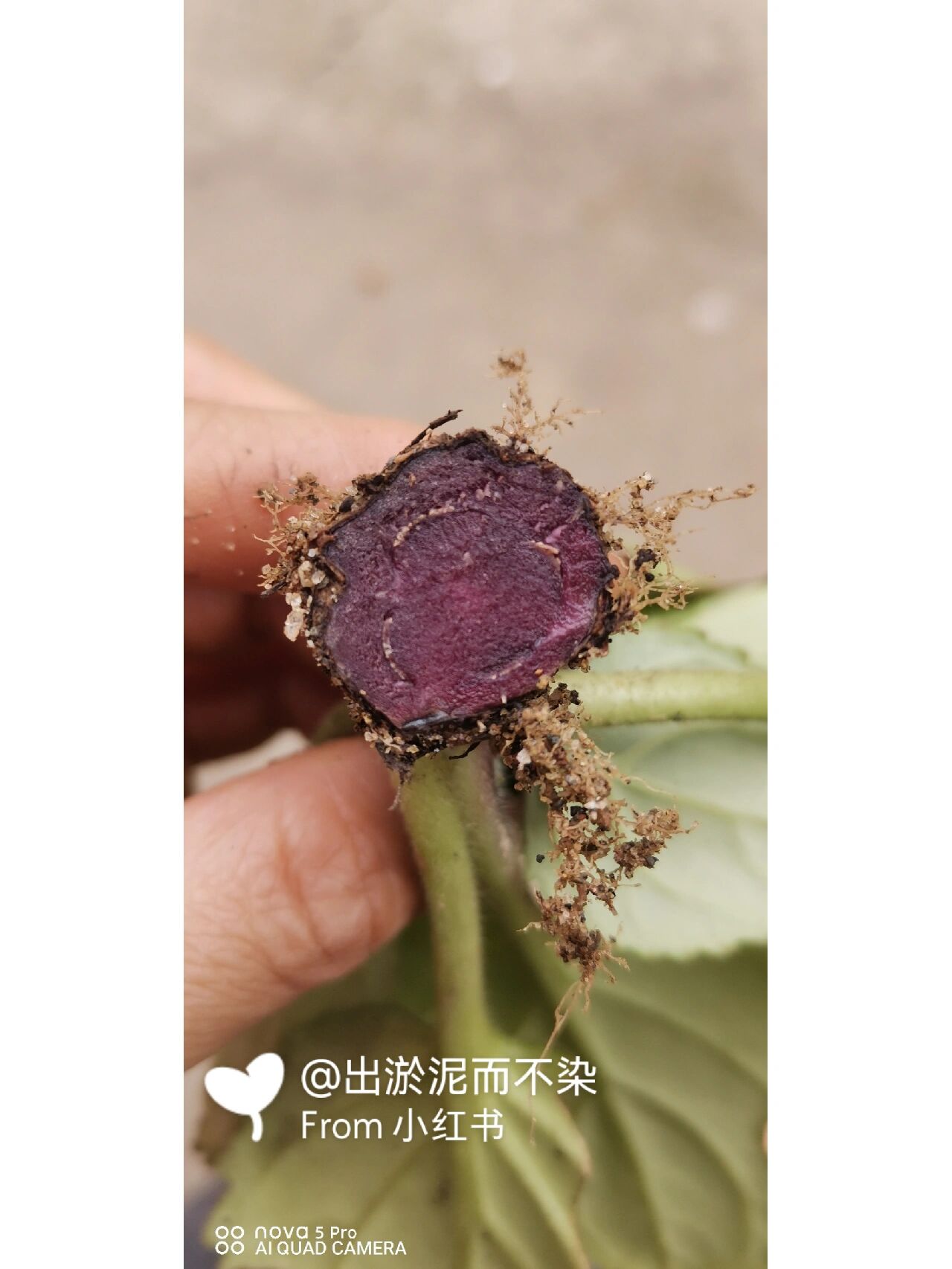 蚂蝗七,非常好的一种药材 【功效主治】: ①《广西药植名录》:"内用