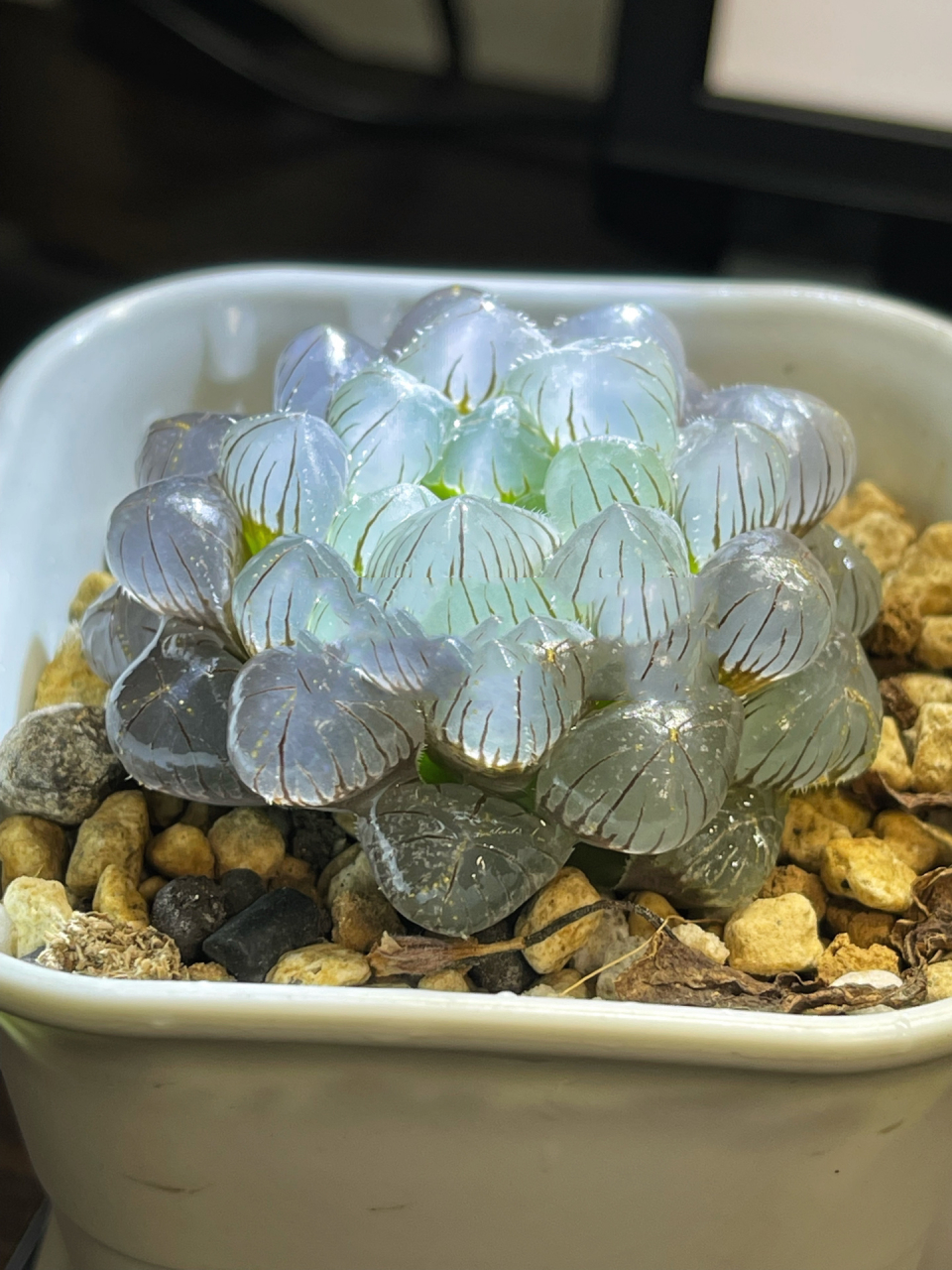 水晶多肉-十二卷 玉露——————金风玉露一相逢,便胜却人间无数