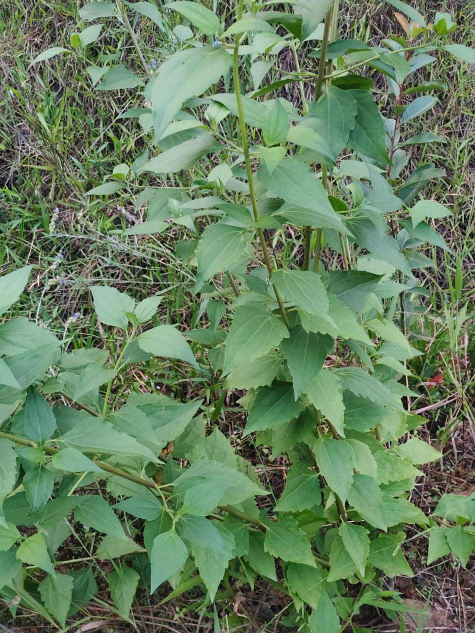 [91]每天认识一种植物—飞机草 91别名:解放草,马鹿草,破坏草,黑头