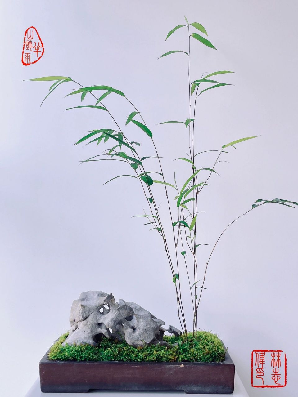 最近在高端圈子里 很多人都在玩内门竹的盆景 而