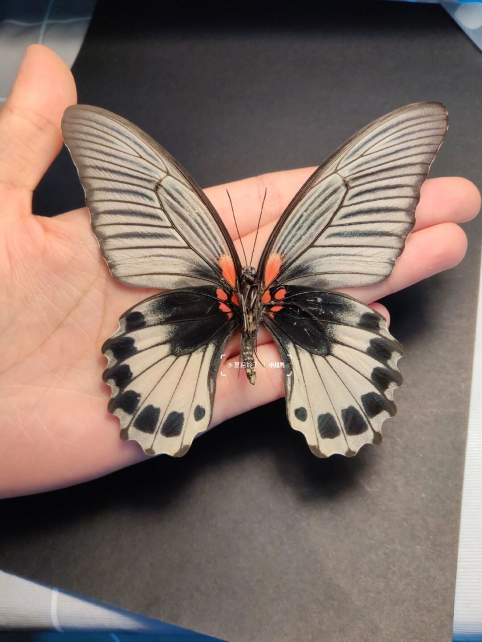 82两只白化变异的美凤蝶雌 82这白化的翅膀谁看了谁不迷糊?