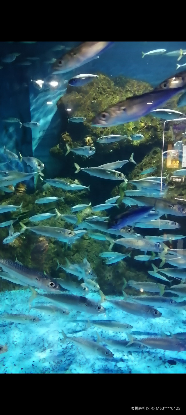 老虎滩极地馆去了,一共分五个馆,各有各的_老虎滩海洋公园攻略