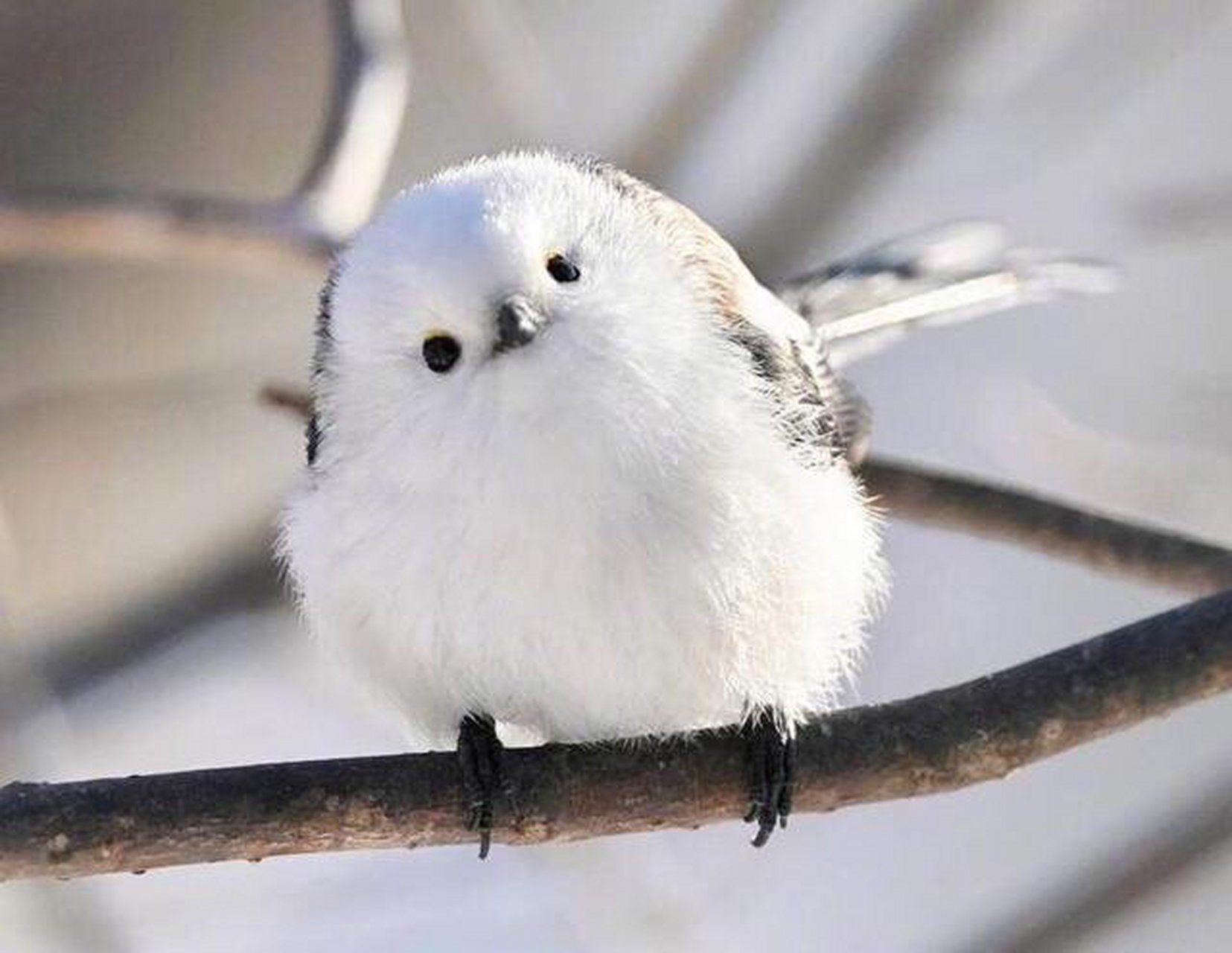 这雀太可爱啦~银喉长尾山雀 银喉长尾山雀躯体圆润,尾巴相对地较长,嘴