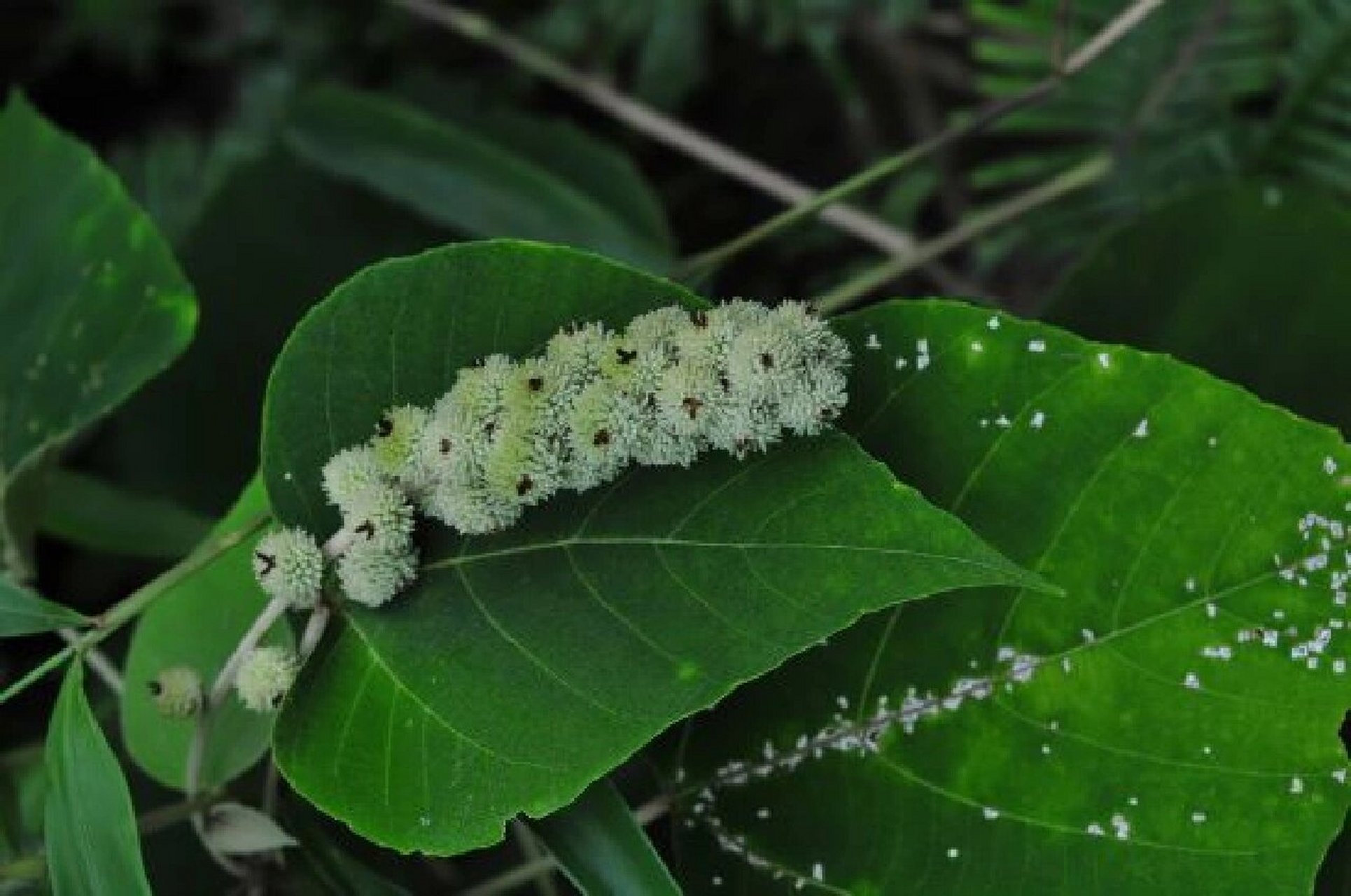 记录认识的中药材 138 | 白背叶 99药材名: 白背叶 99别名: 白面