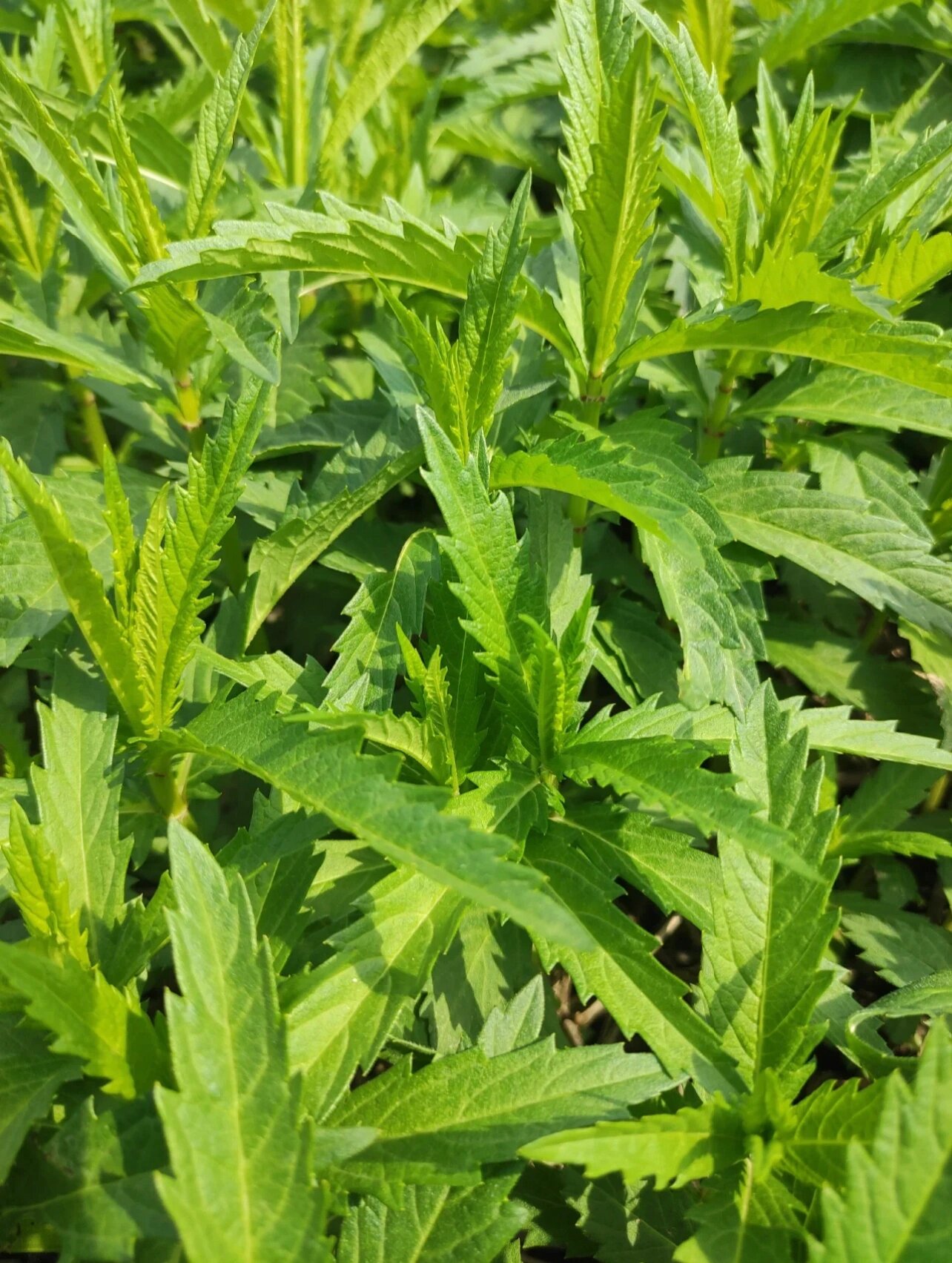 地笋,凉拌吃,散步路边采的,第一次吃