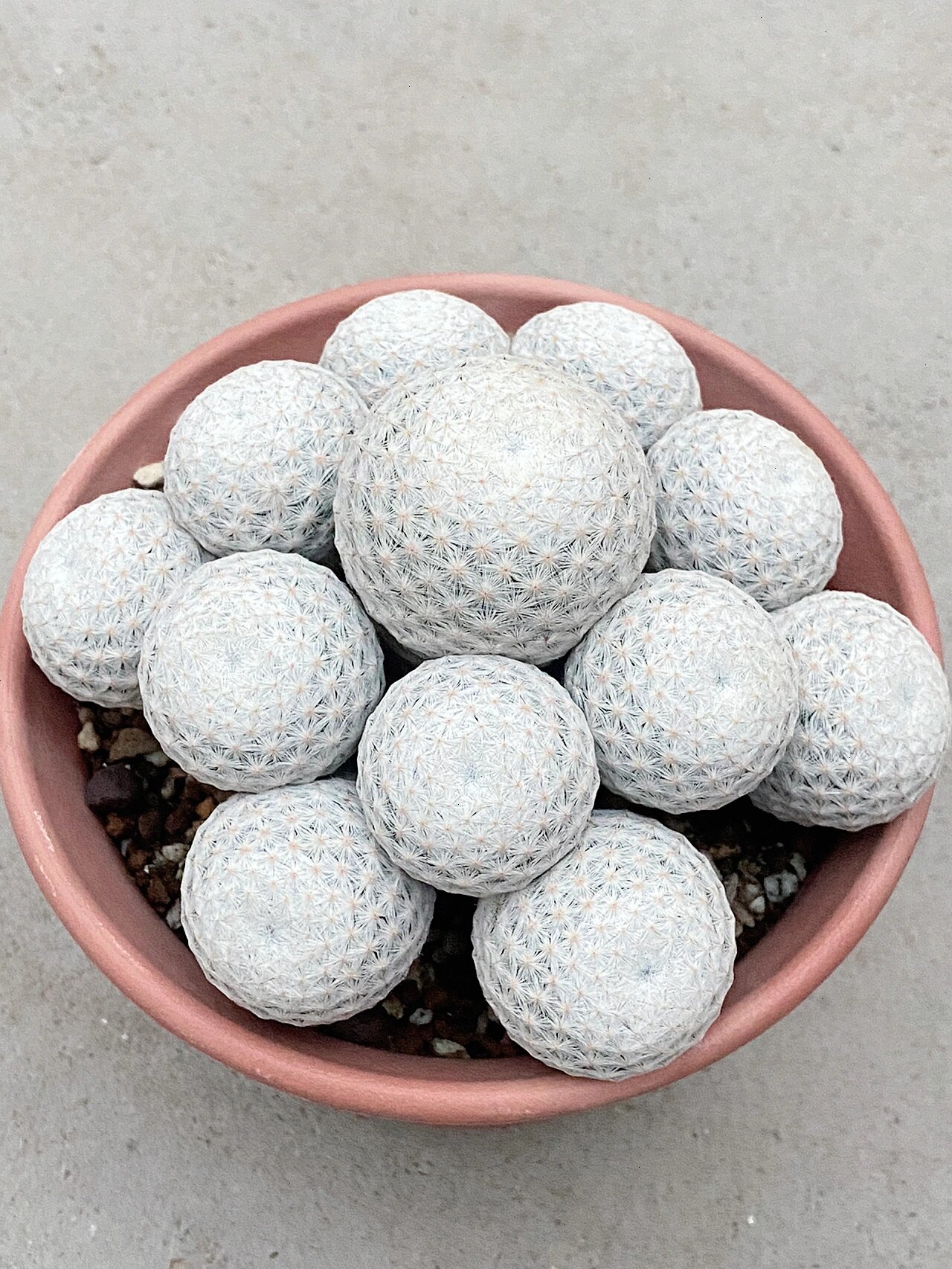 白球之王,白鸟群生, #白球# #仙人球# #乳突球属