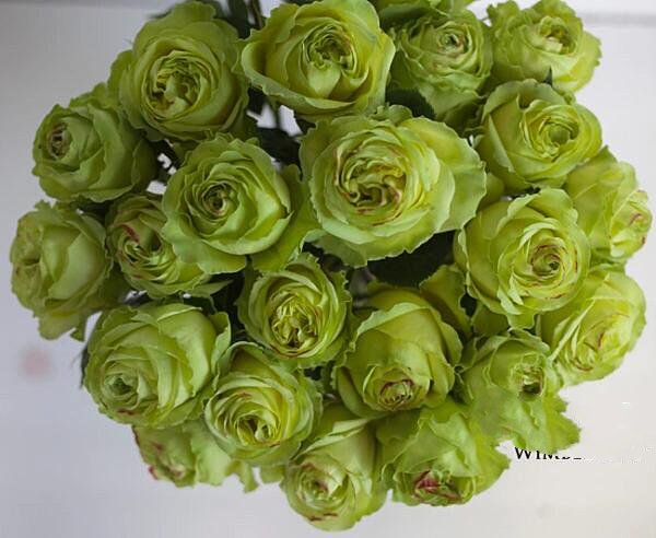 几种天然绿色玫瑰