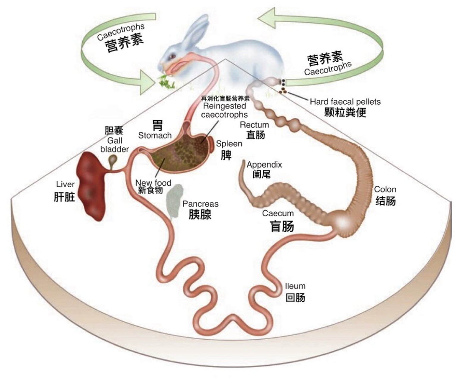 家兔解剖结构图图片