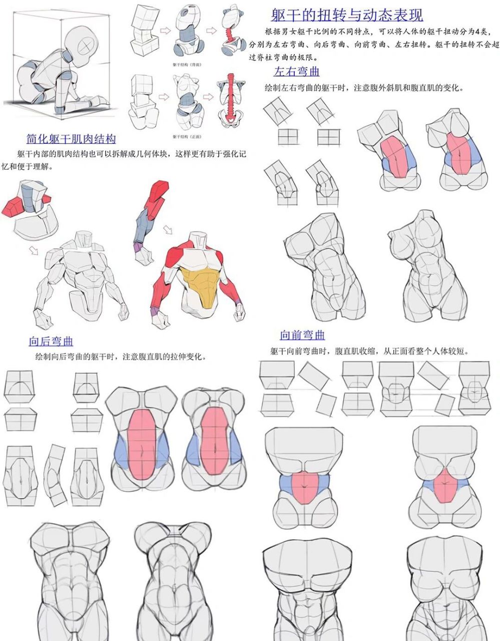 人體肌肉結構透視圖