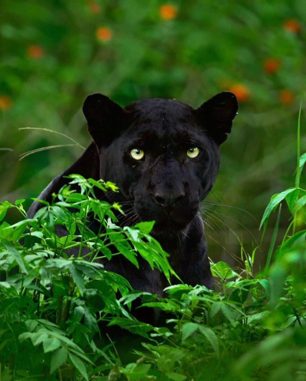 黑豹图鉴,最迷人的还是他那双眼睛.