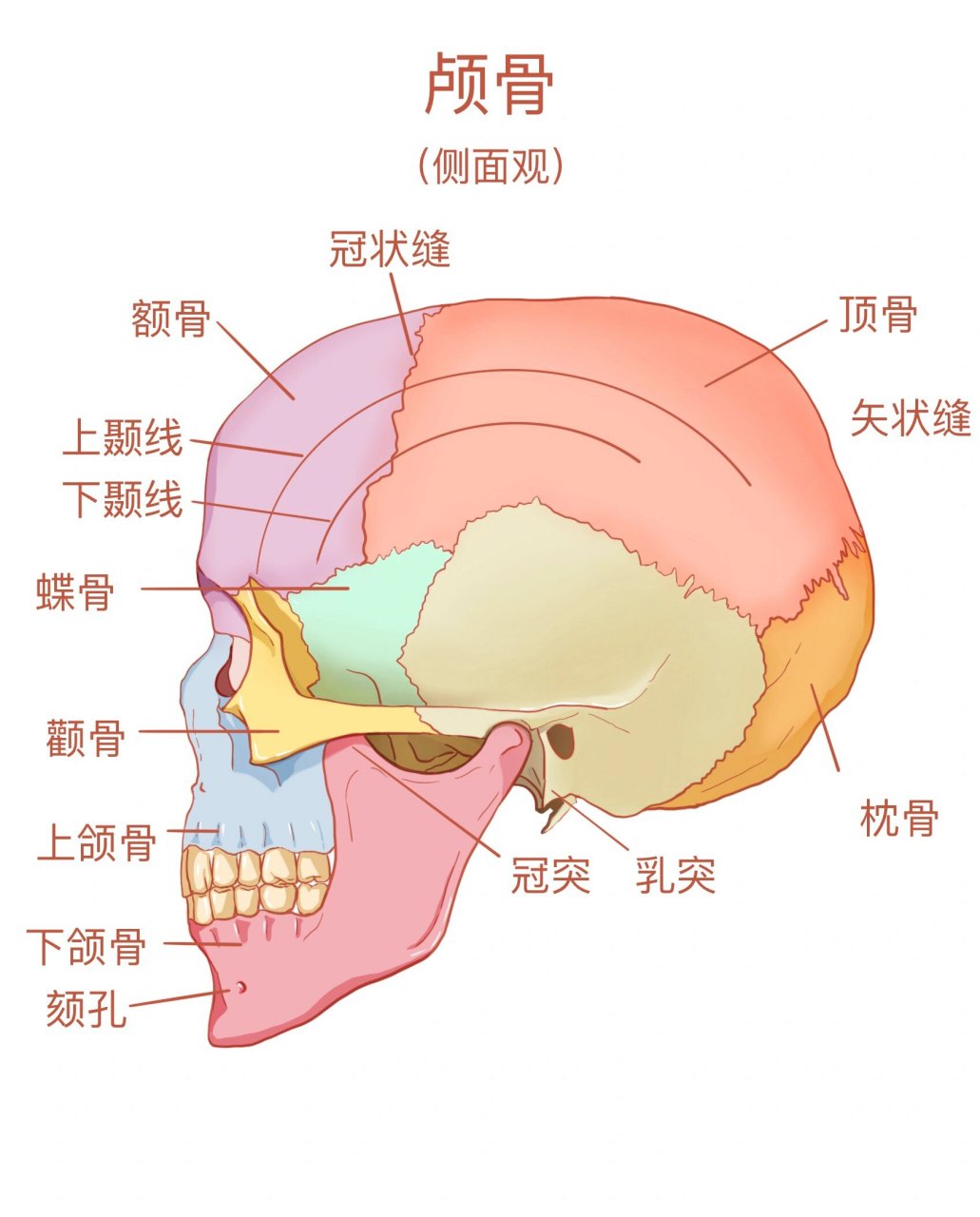 颅骨在头部位置图图片