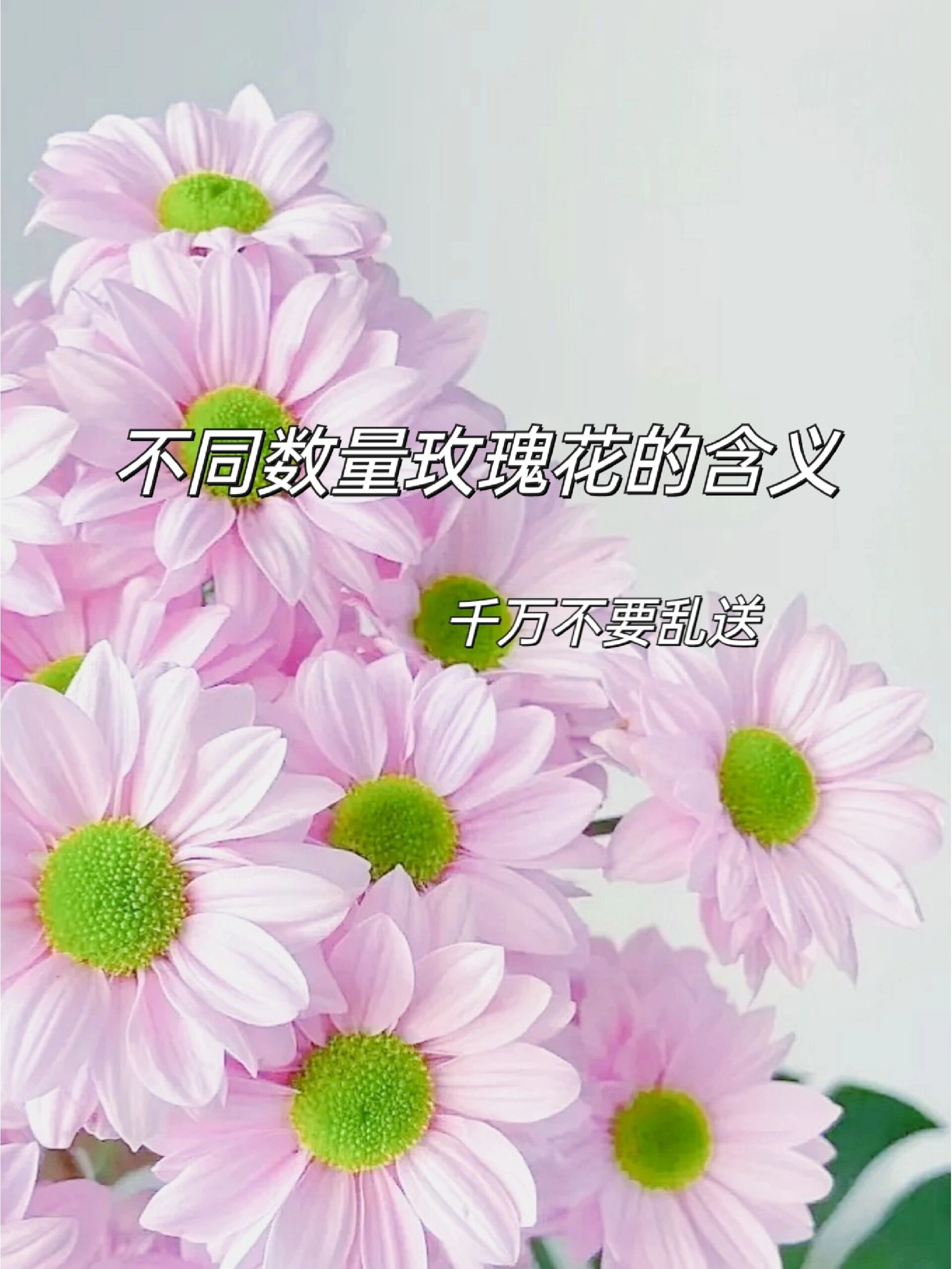 花朵数代表的含义图片