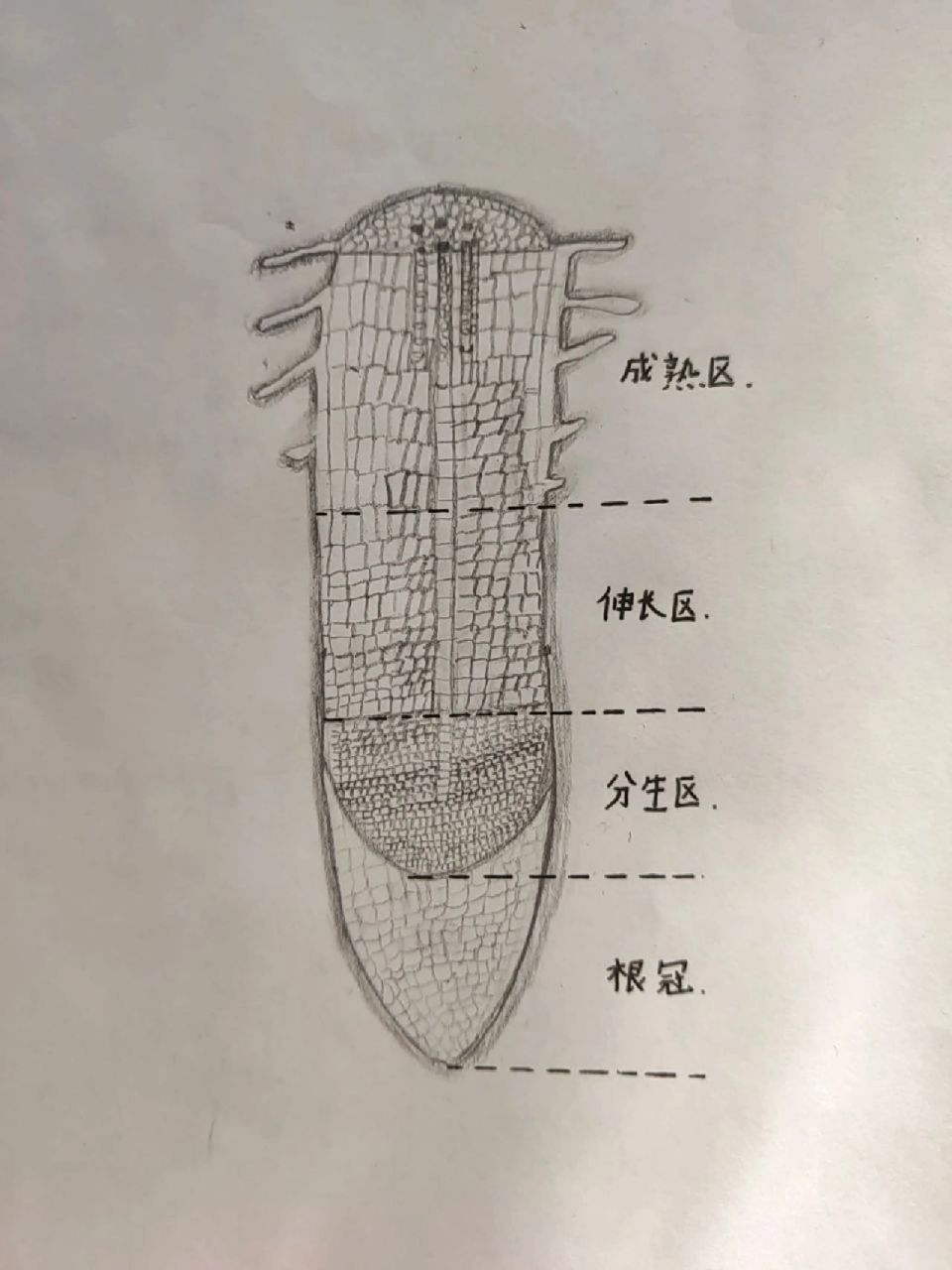 根尖的结构图 手绘图片