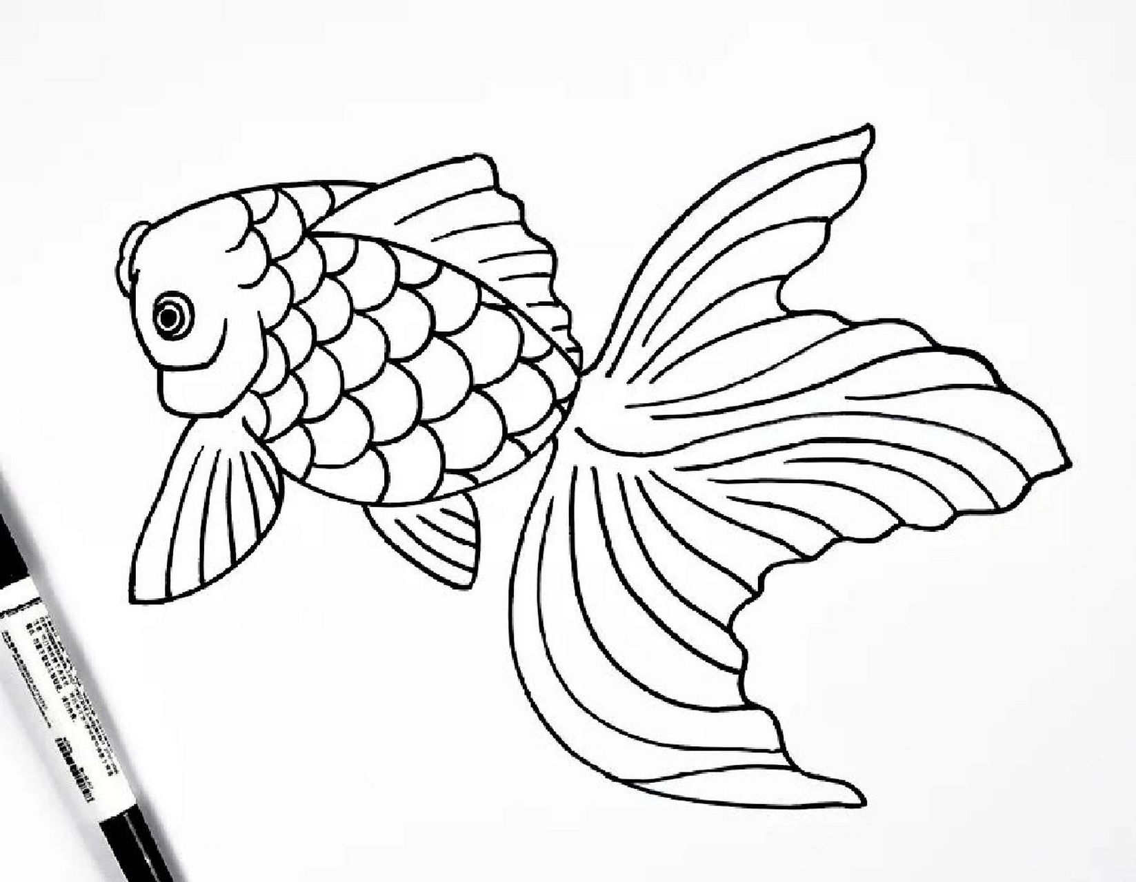 鱼的图片简笔画莲叶图片