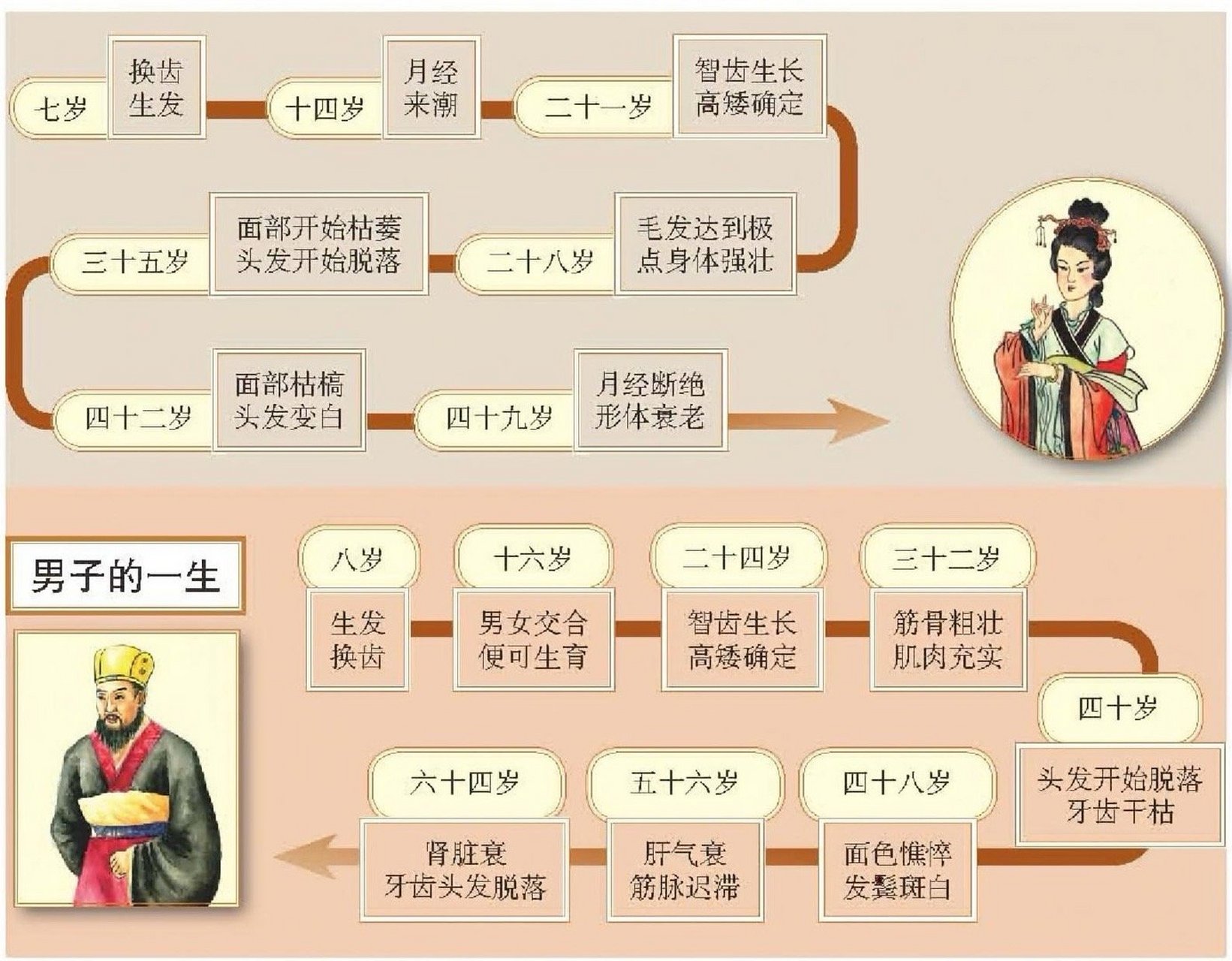 人的生命周期8个阶段图片