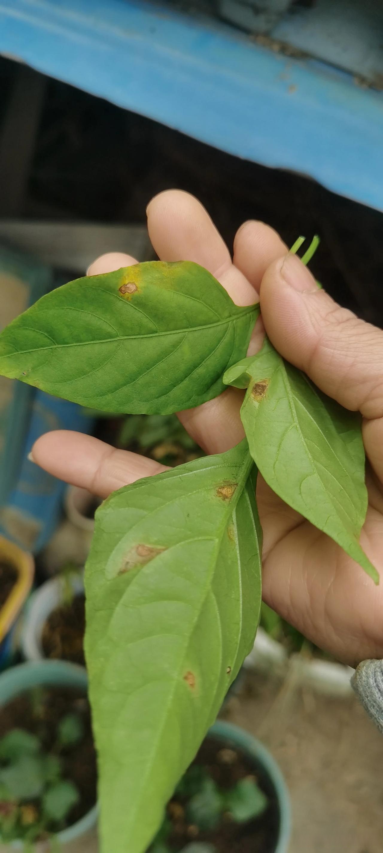 有知道这个辣椒叶面是什么病害?