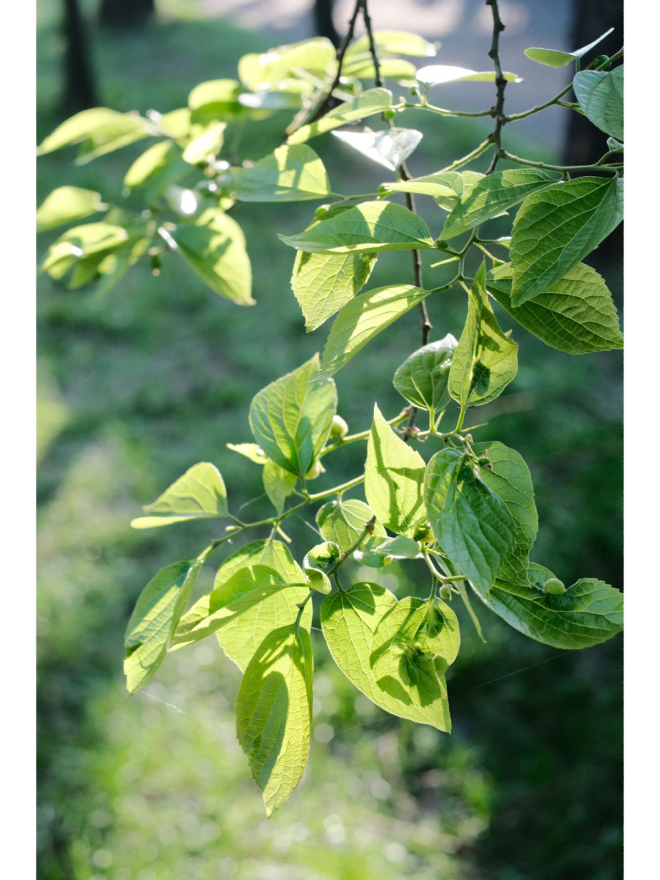 真的很爱阳光下闪闪发亮的绿色91 趁着周末好天气又到四季春散心啦