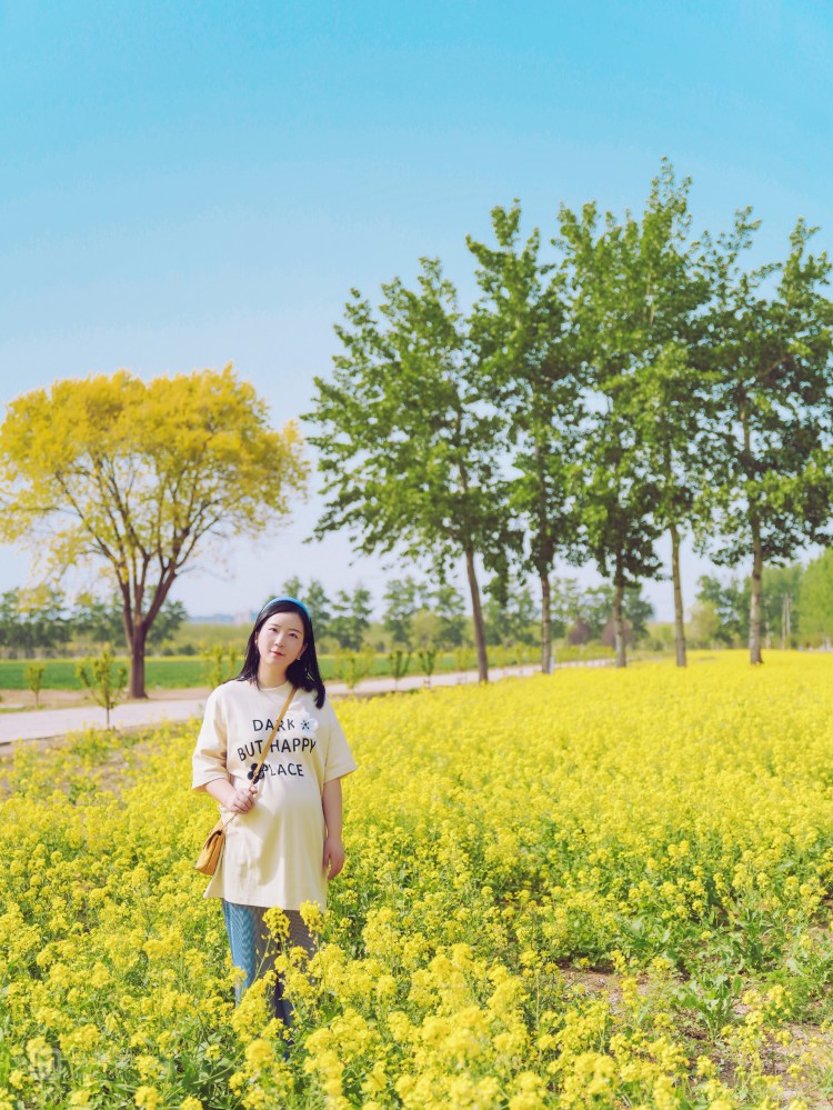 大兴油菜花节门票图片