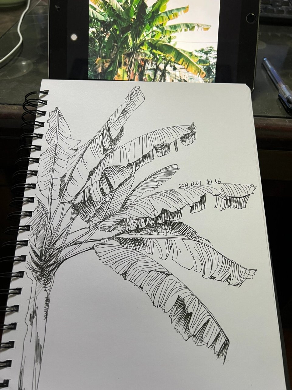 芭蕉树速写写生 | 植物速写 在我心情稀巴烂的时候 画了一个稀巴烂的